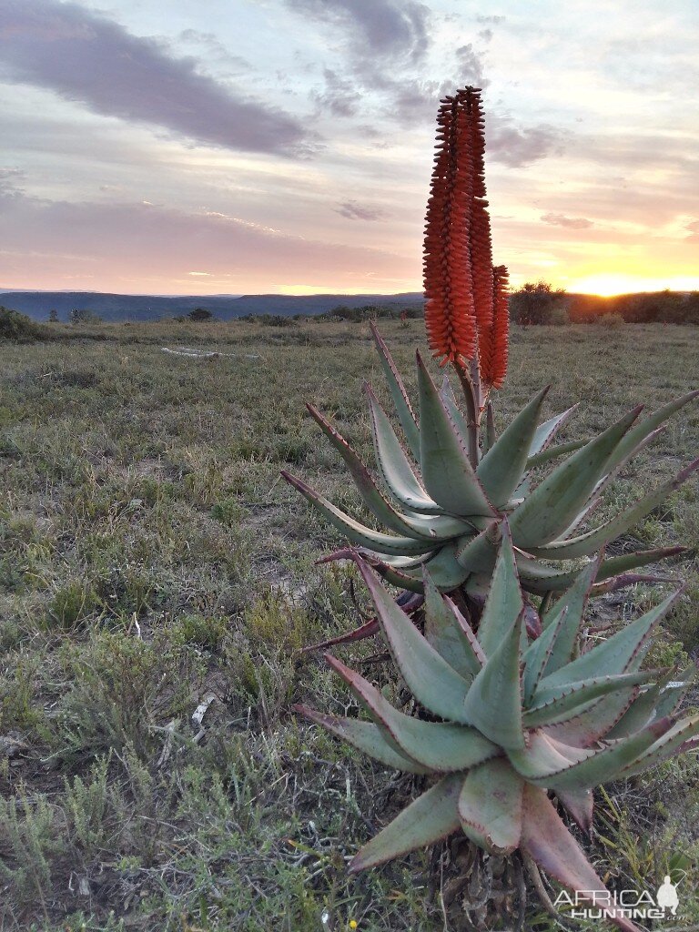 Mountain Aloe in South Africa