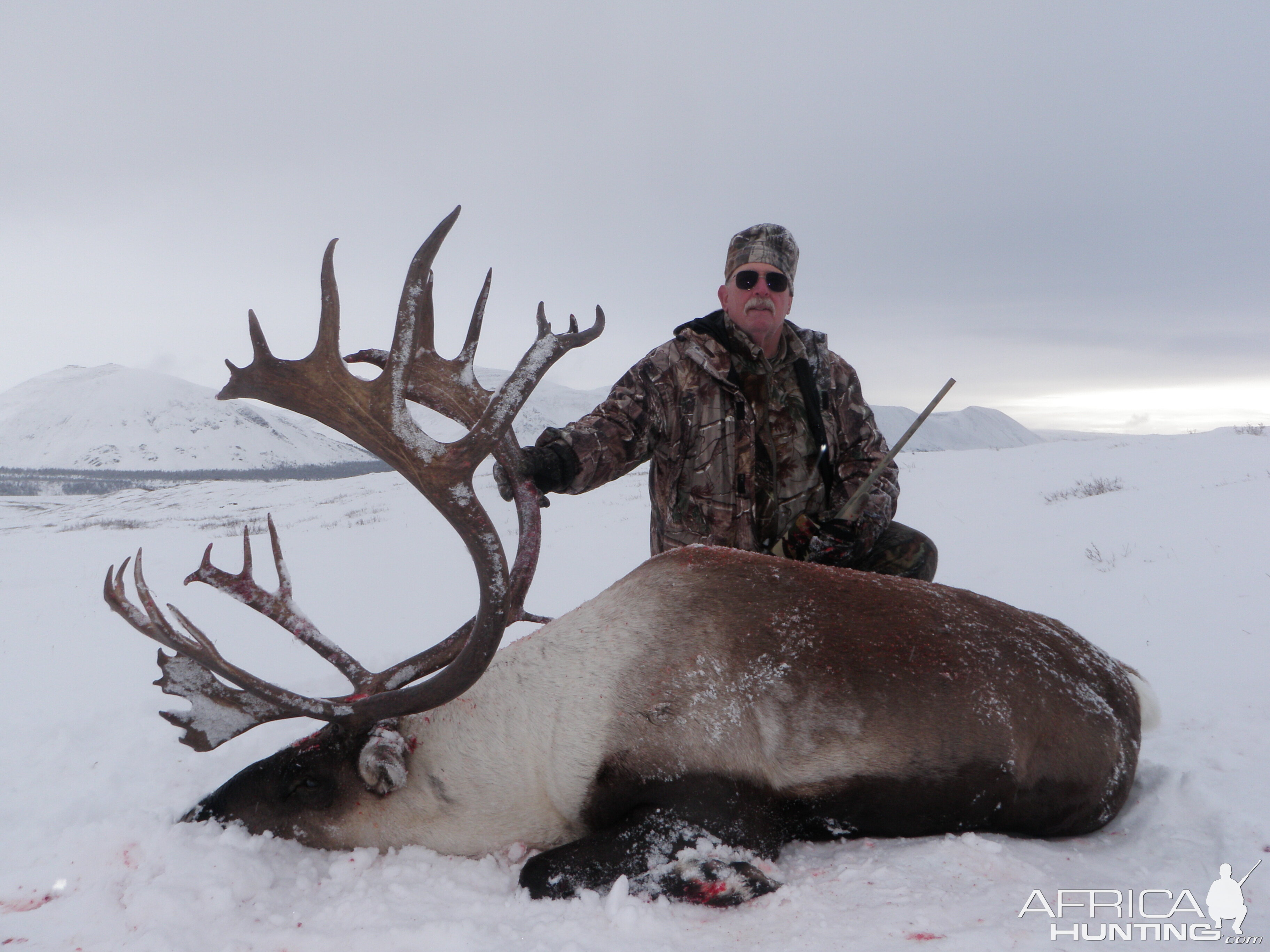 Mountain Caribou