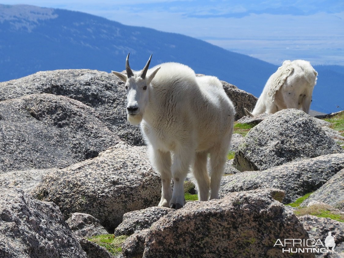 Mountain Goat Colorado