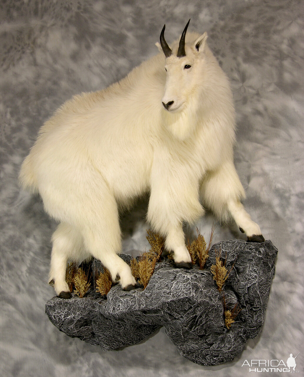 Mountain Goat Full Mount Taxidermy