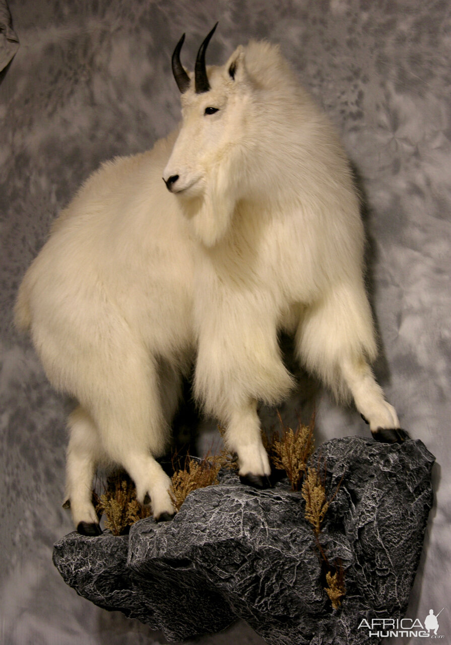 Mountain Goat Full Mount Taxidermy