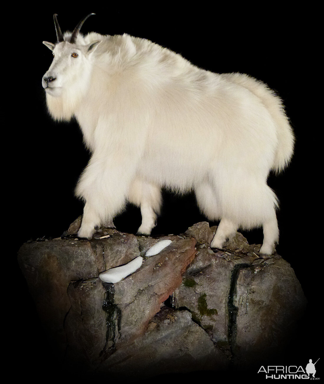 Mountain Goat Standing on Rock