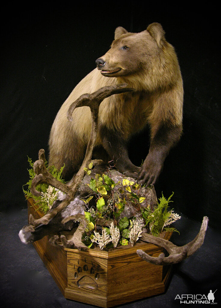 Mountain Grizzly Bear Full Mount Taxidermy
