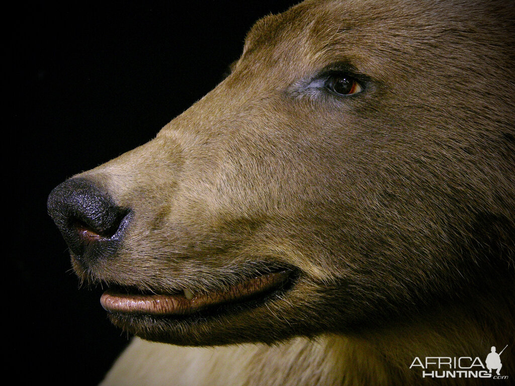 Mountain Grizzly Taxidermy Full Mount