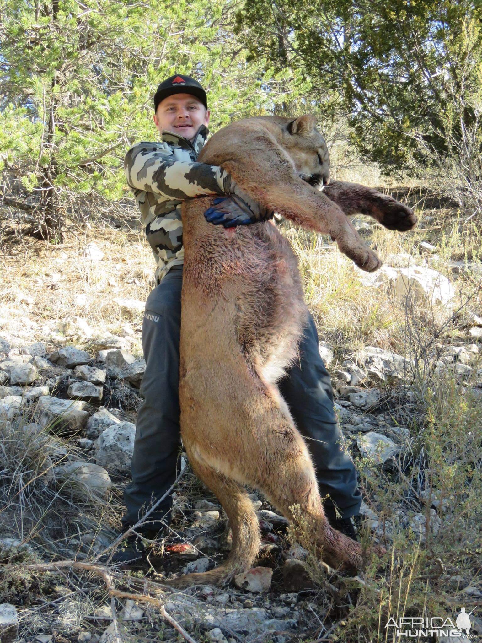 Mountain Lion Hunt Arizona USA