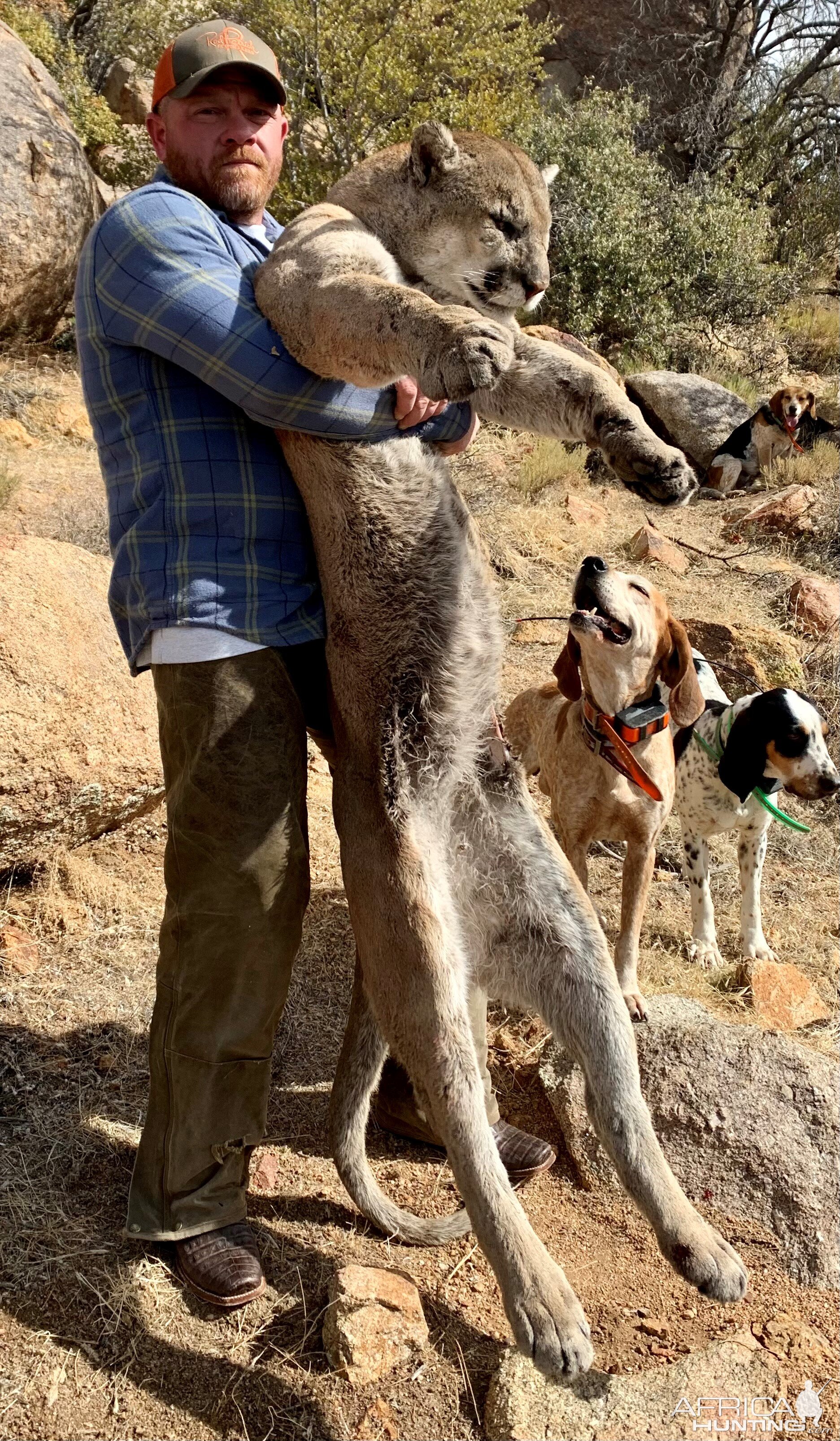 Mountain Lion Hunt Arizona