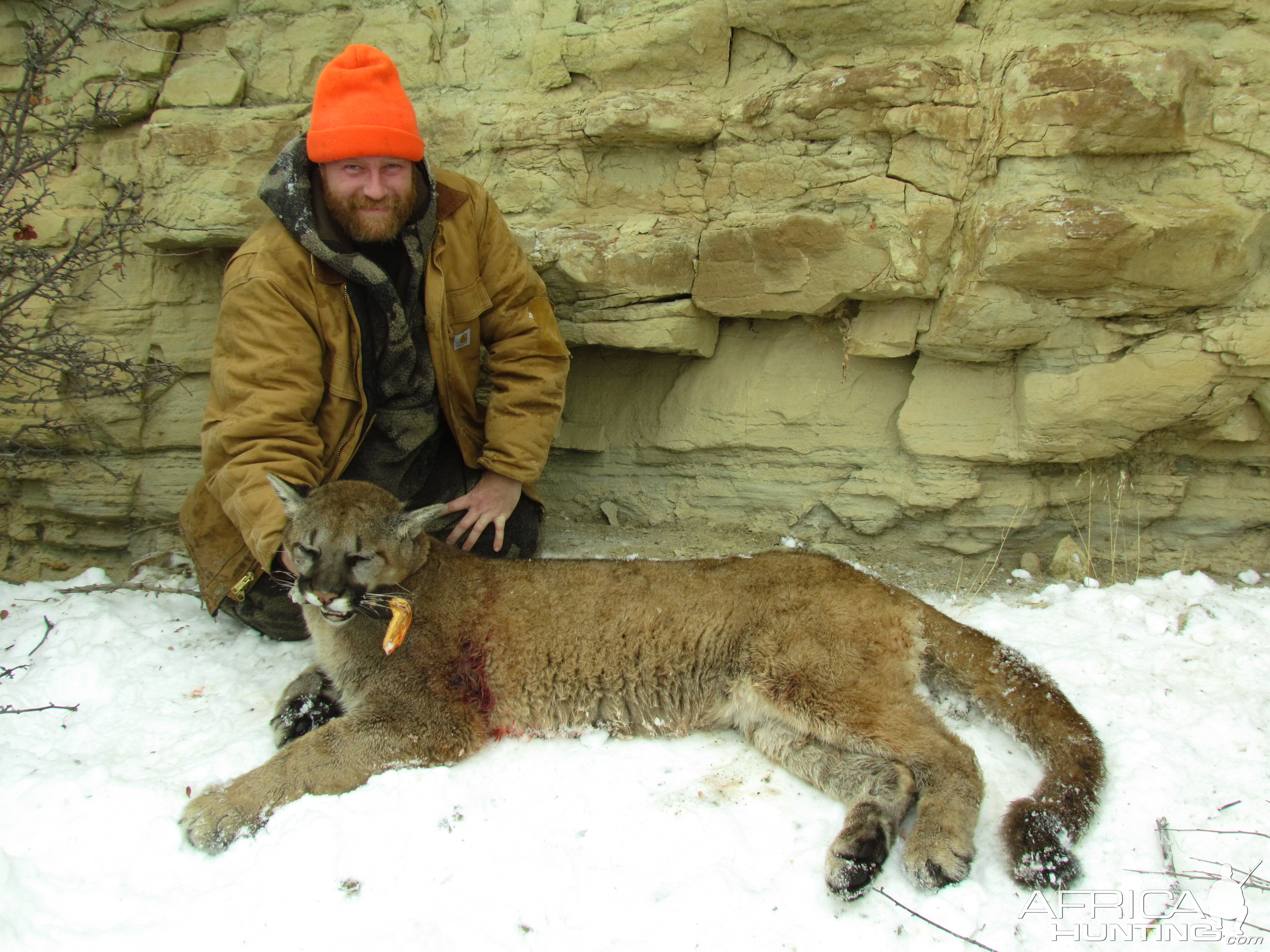 Mountain Lion Hunt in Colorado USA
