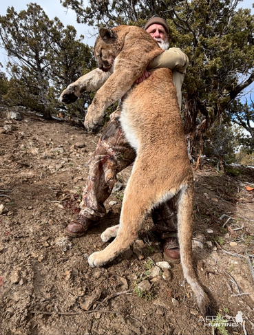 Mountain Lion Hunt Nevada