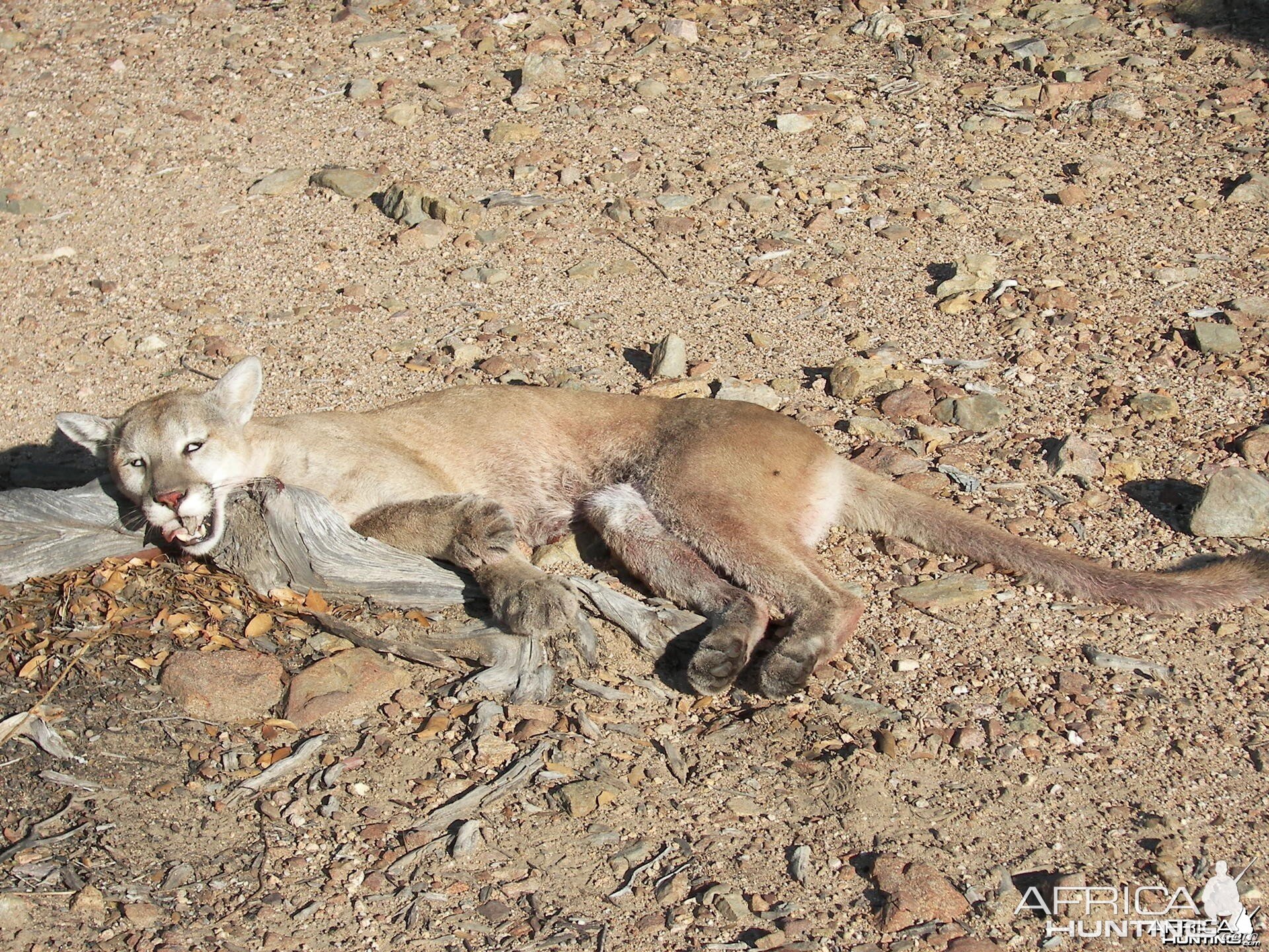 Mountain Lion hunt