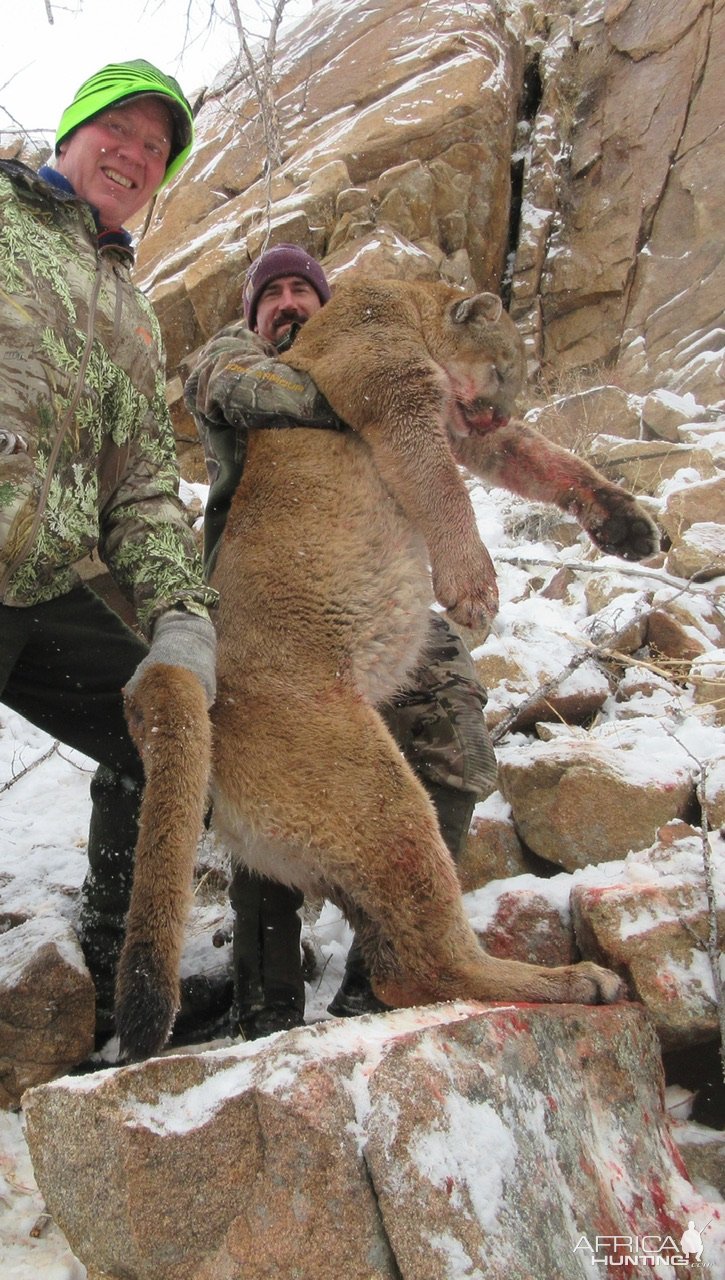 Mountain Lion Hunt