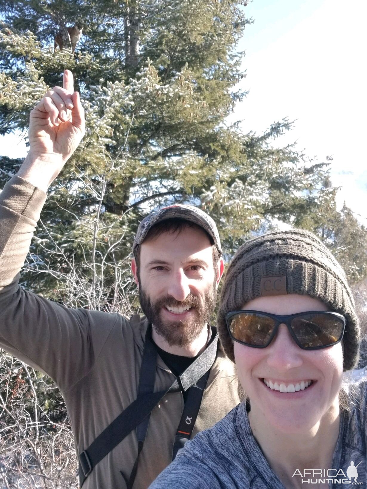Mountain Lion in the tree | AfricaHunting.com