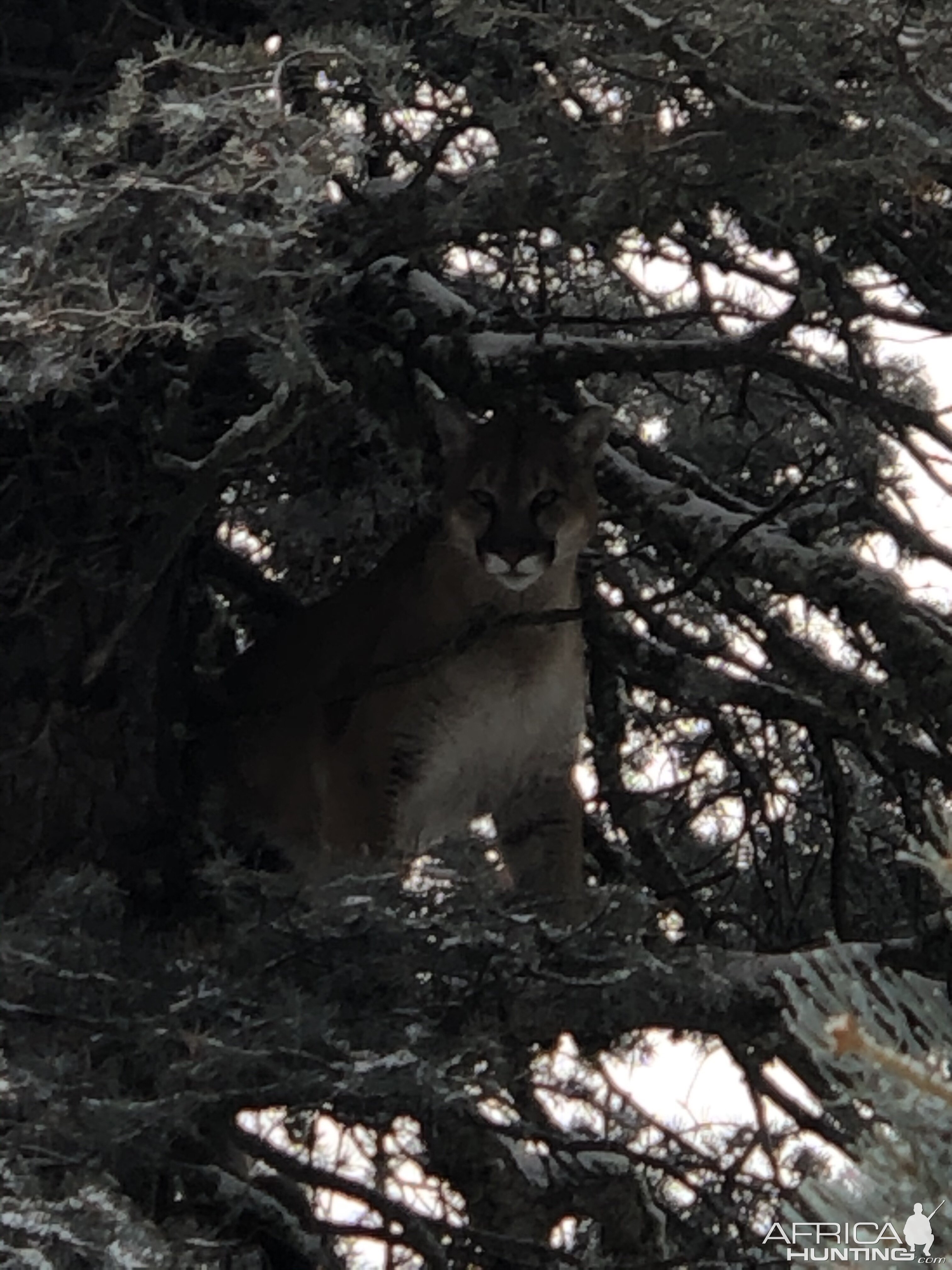 Mountain Lion in tree New Mexico USA