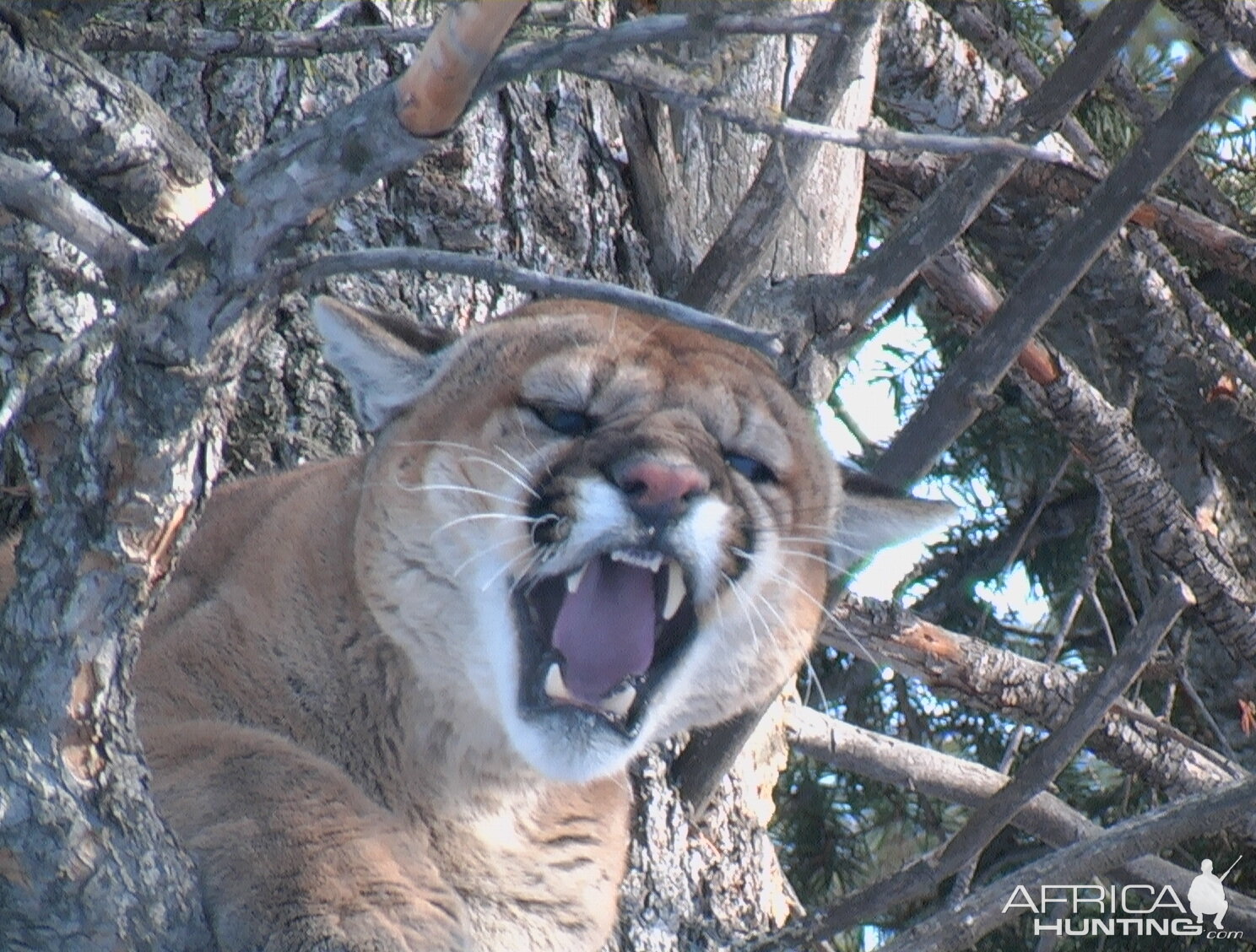 Mountain Lion