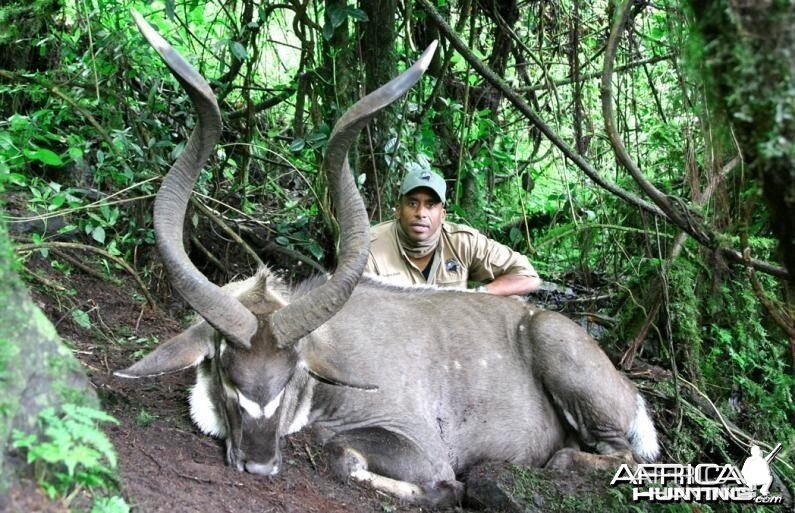 Mountain Nyala