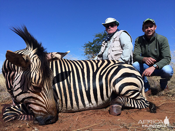 Mountain Zebra Hunting South Africa