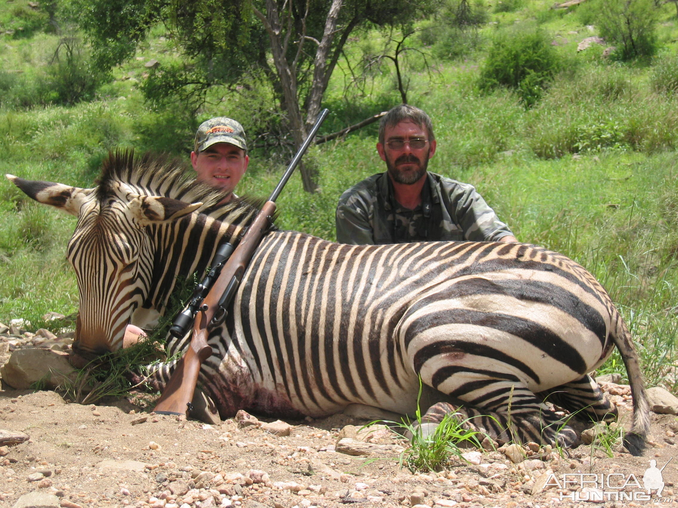 Mountain zebra, Namibia 2006