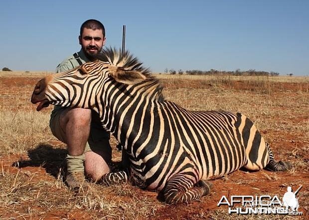 Mountain Zebra