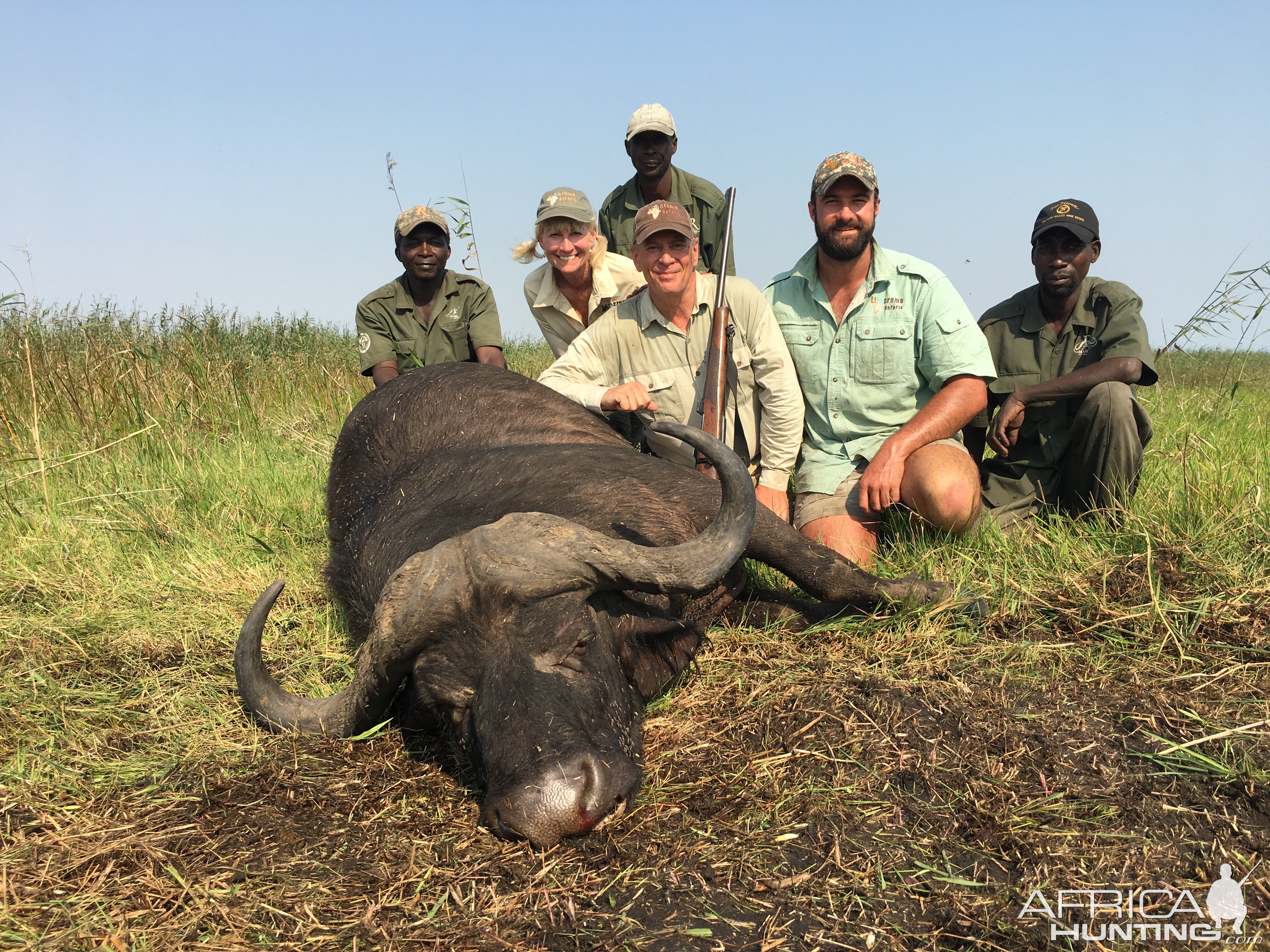 Mozambique Cape Buffalo