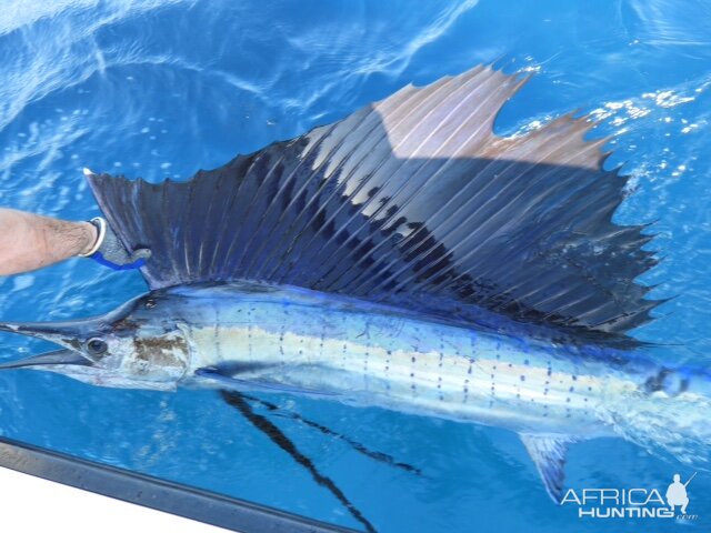 Mozambique Fishing Sailfish