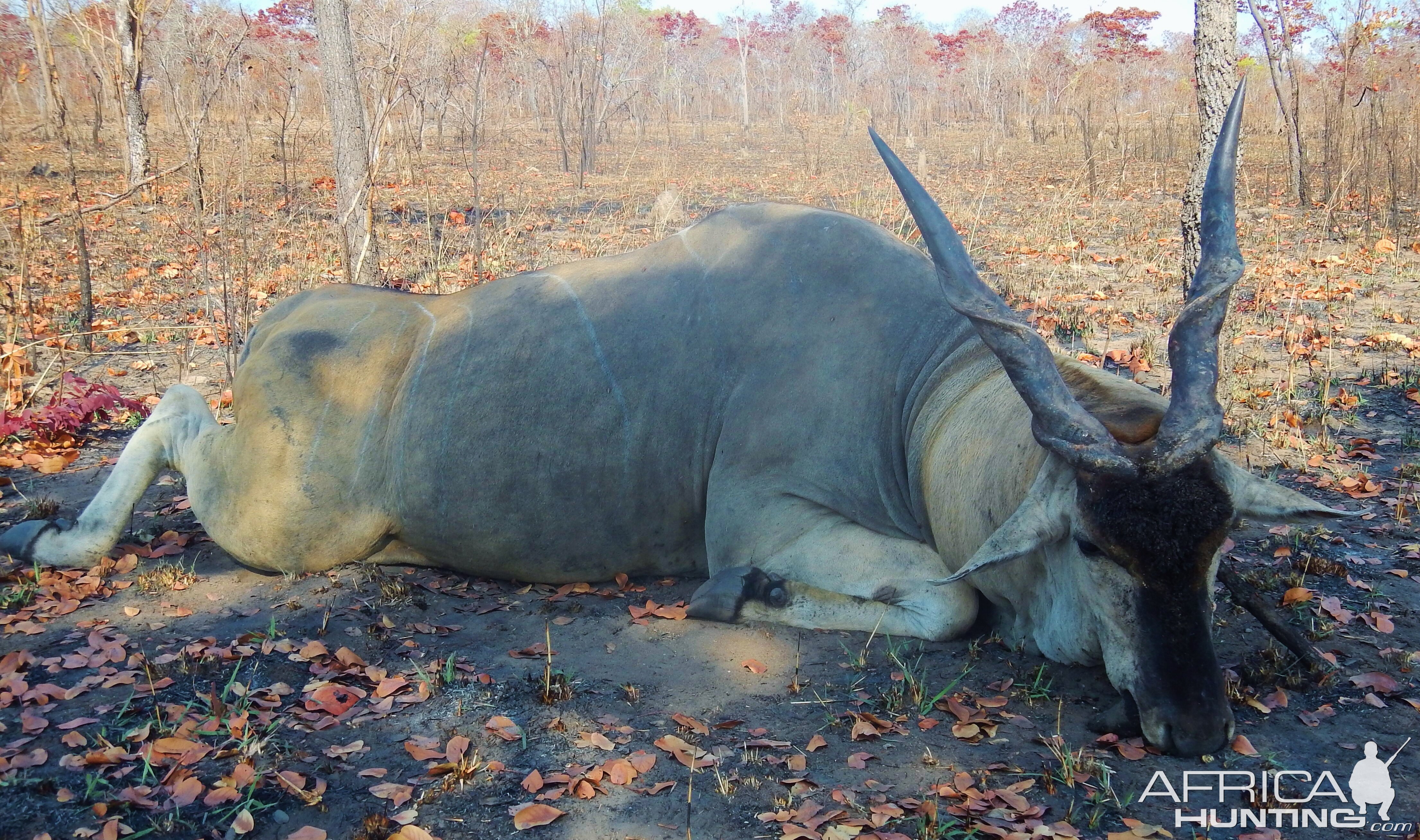 Mozambique Hunting Eland