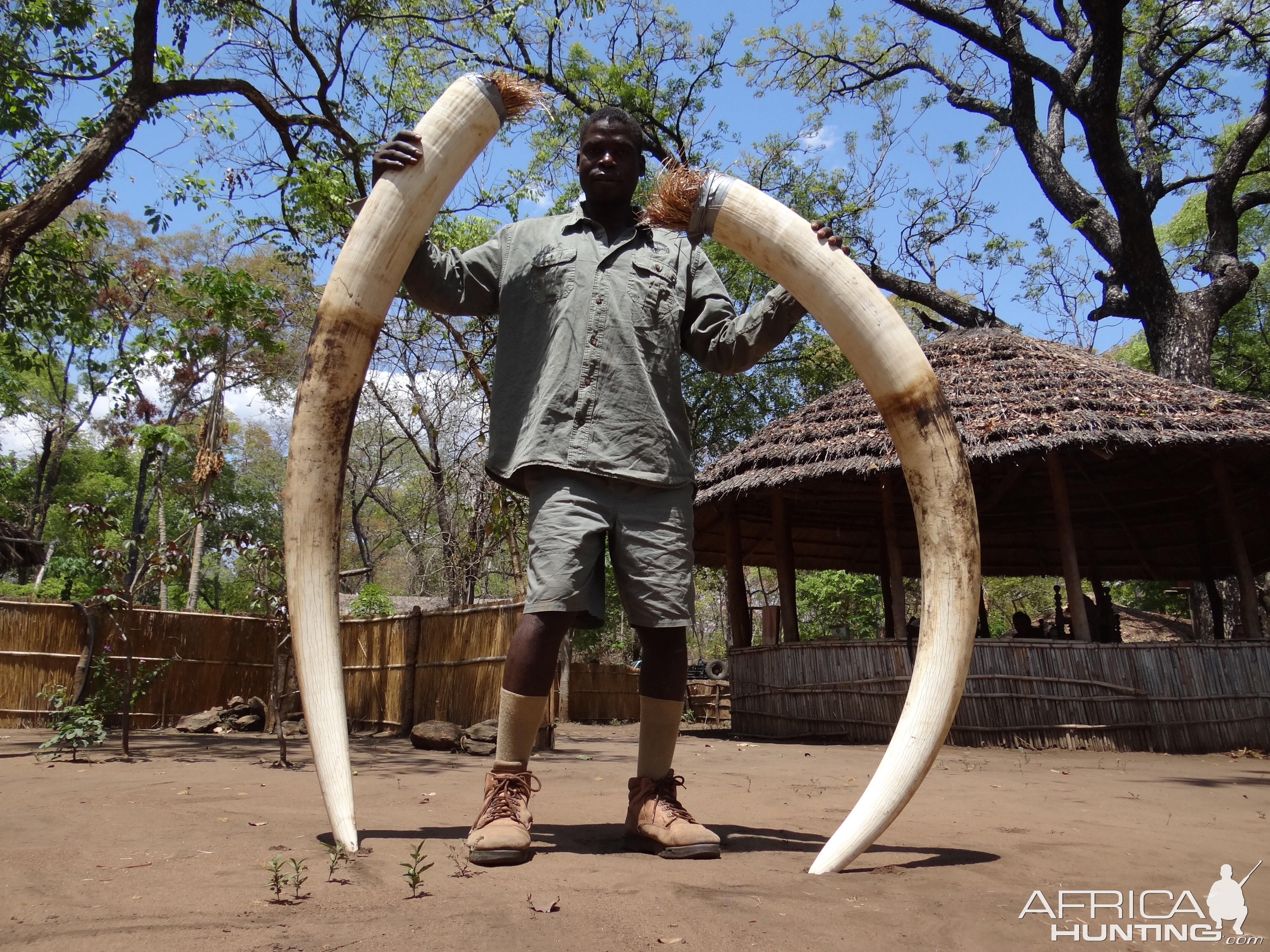 Mozambique Hunting Elephant