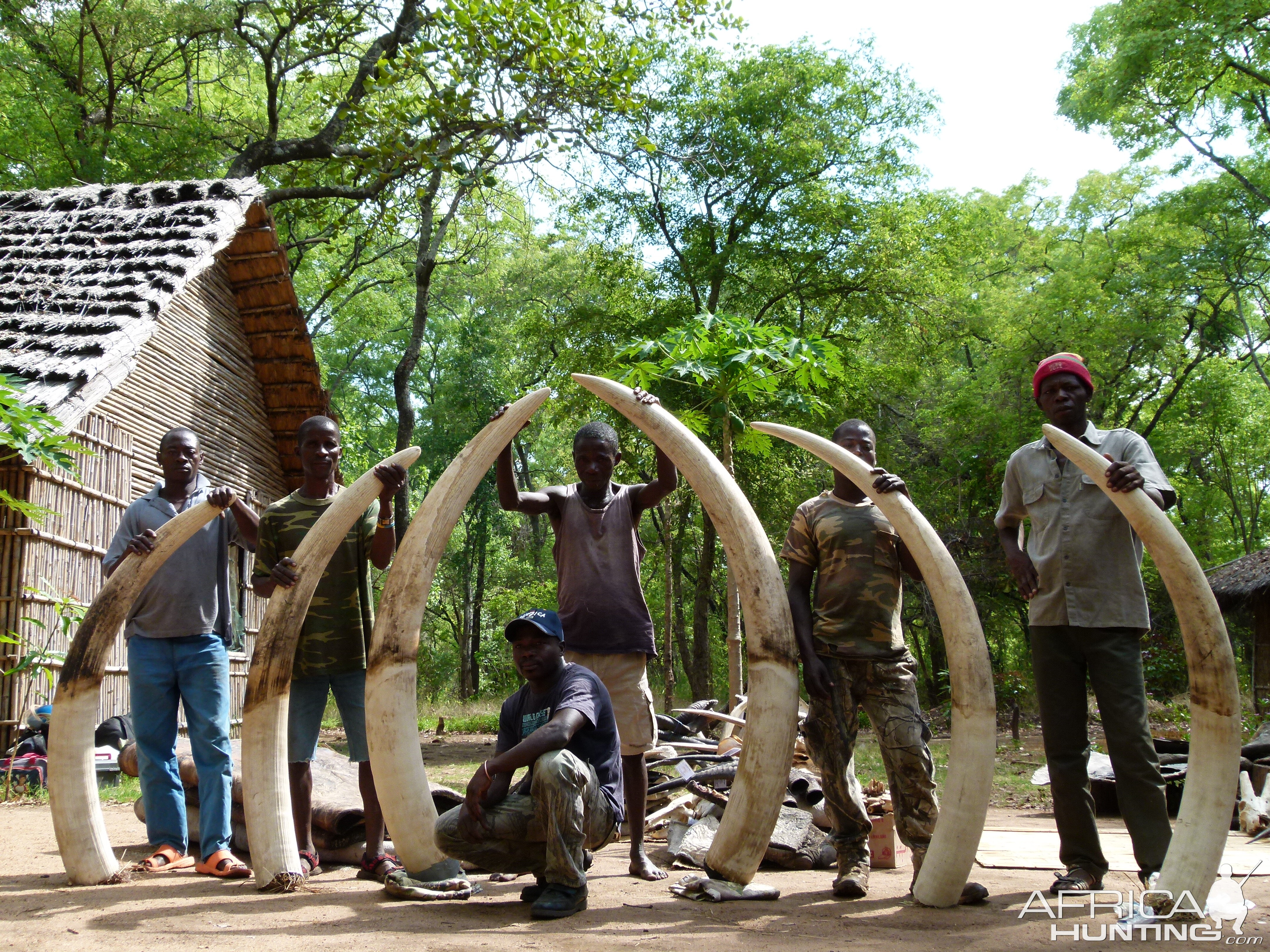 Mozambique Hunting Elephant