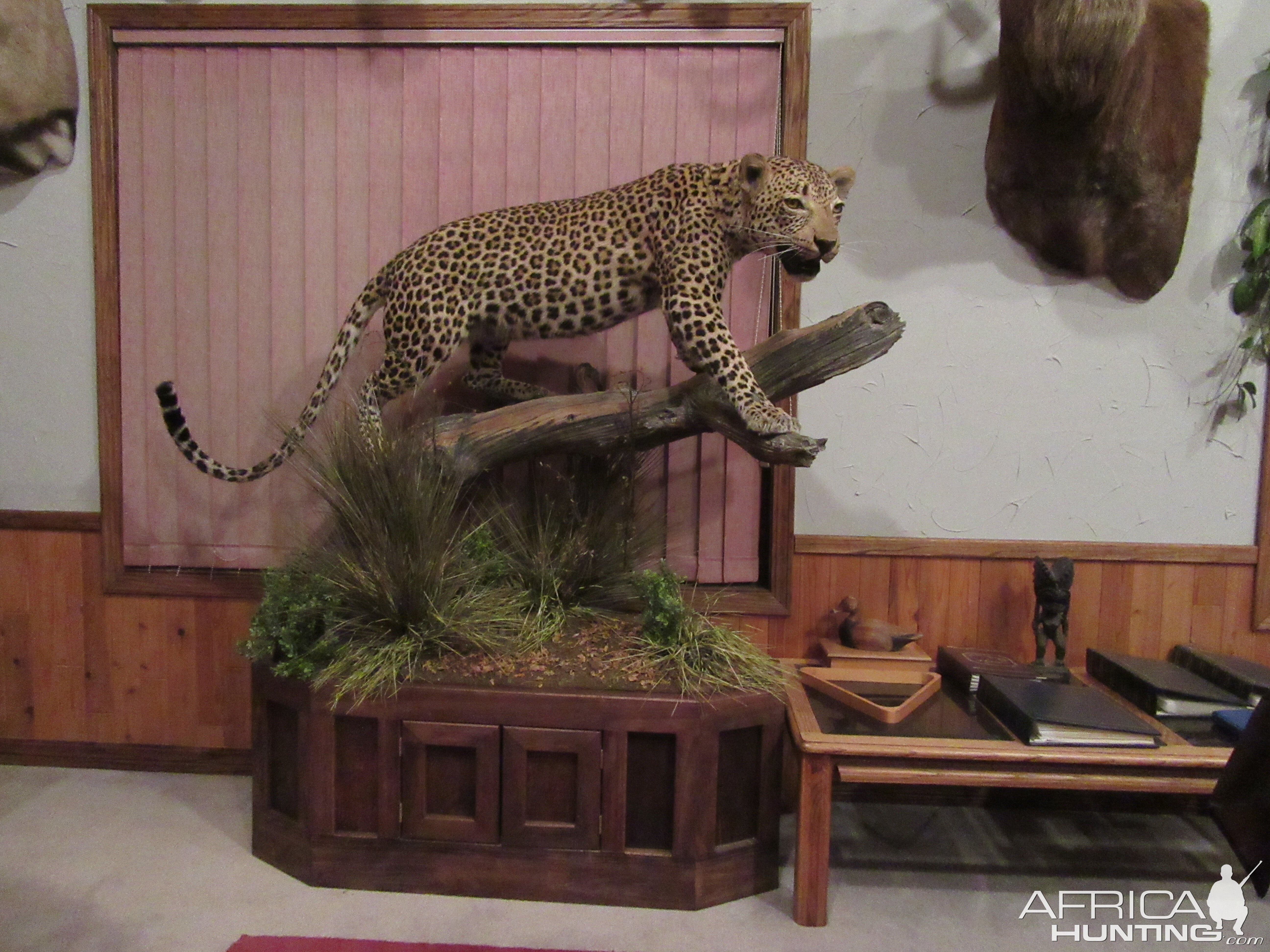 Mozambique Leopard Mount