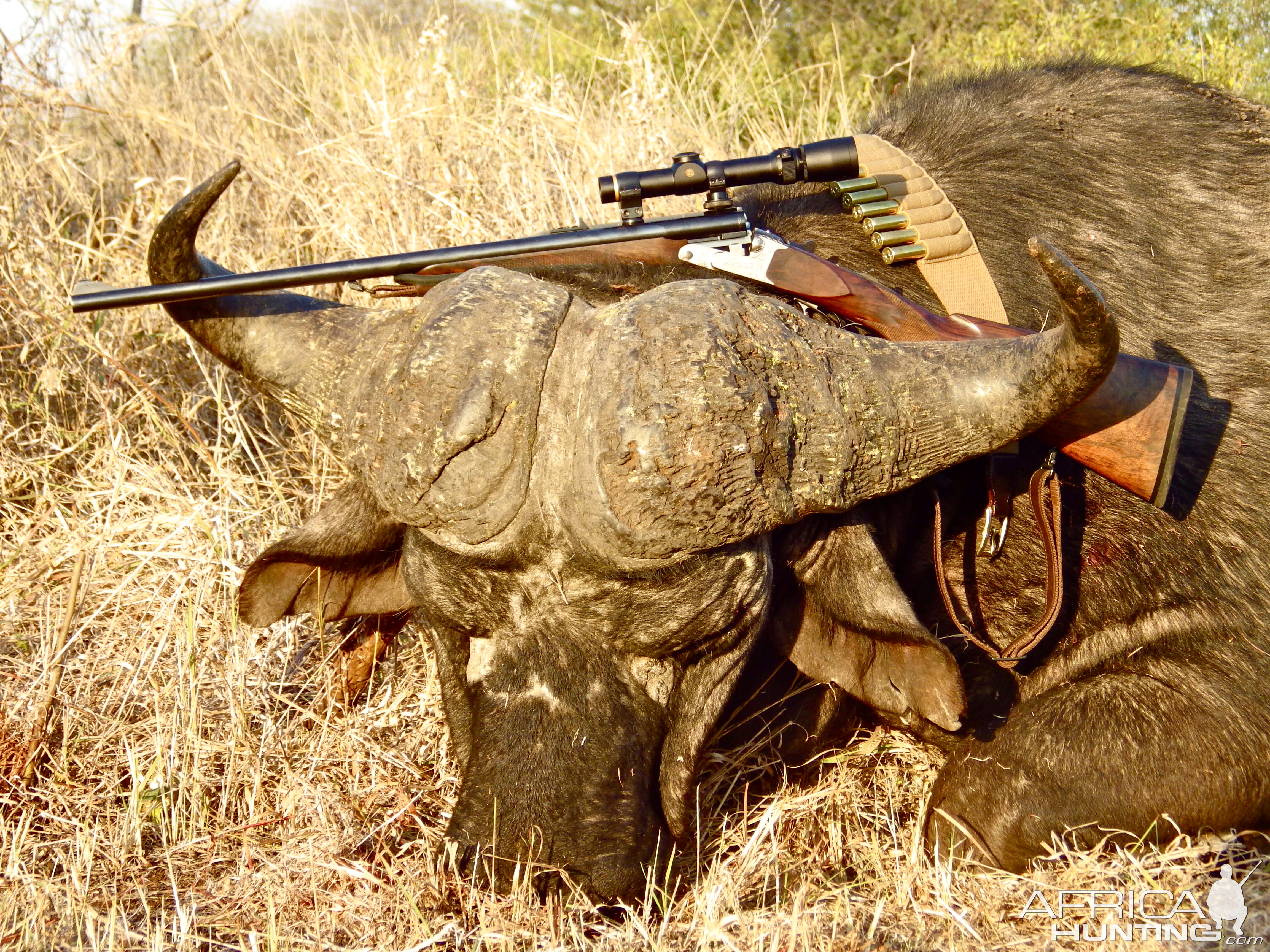Mpumalanga South Africa Hunting Buffalo