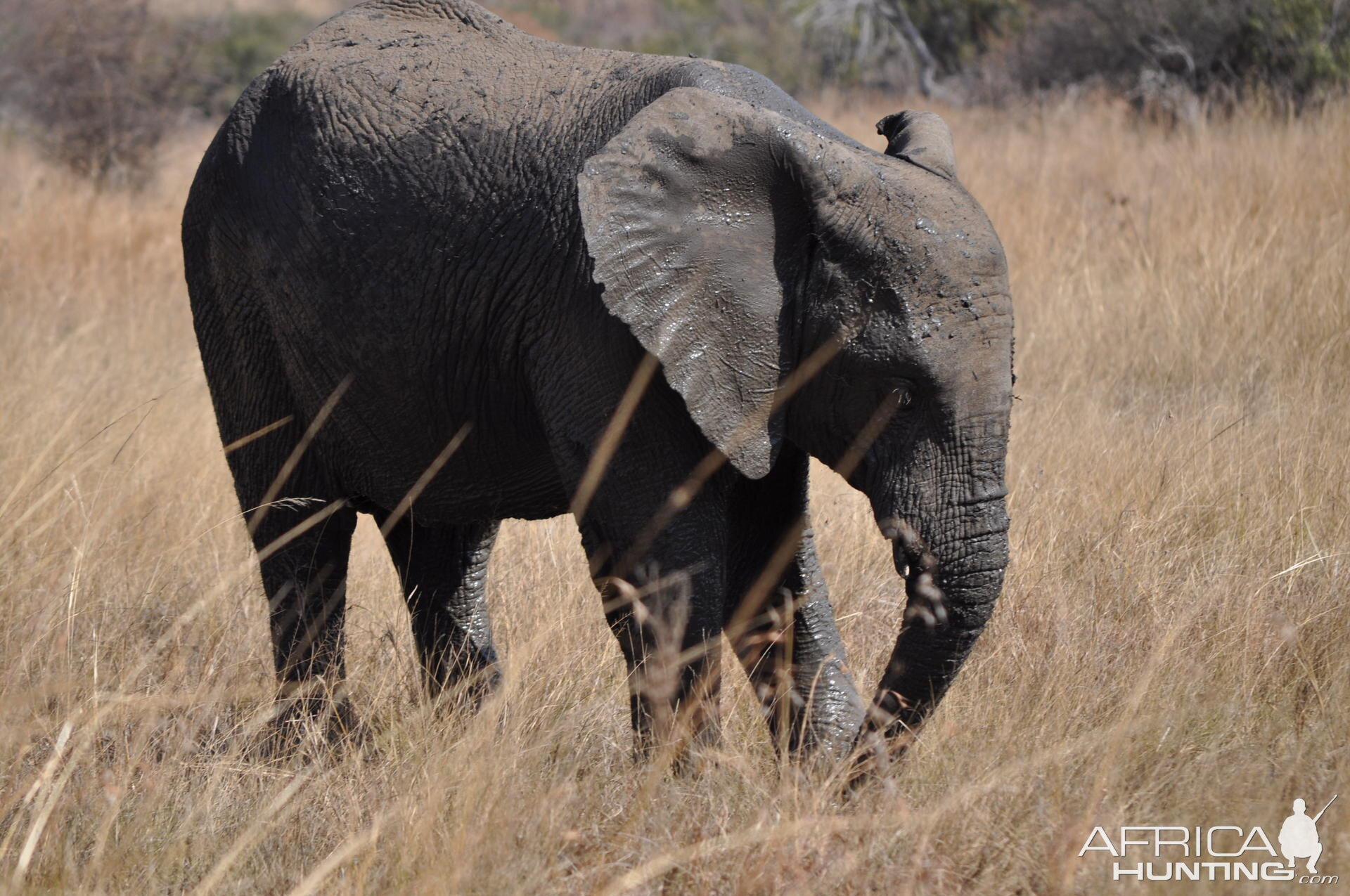 Muddy Elephant