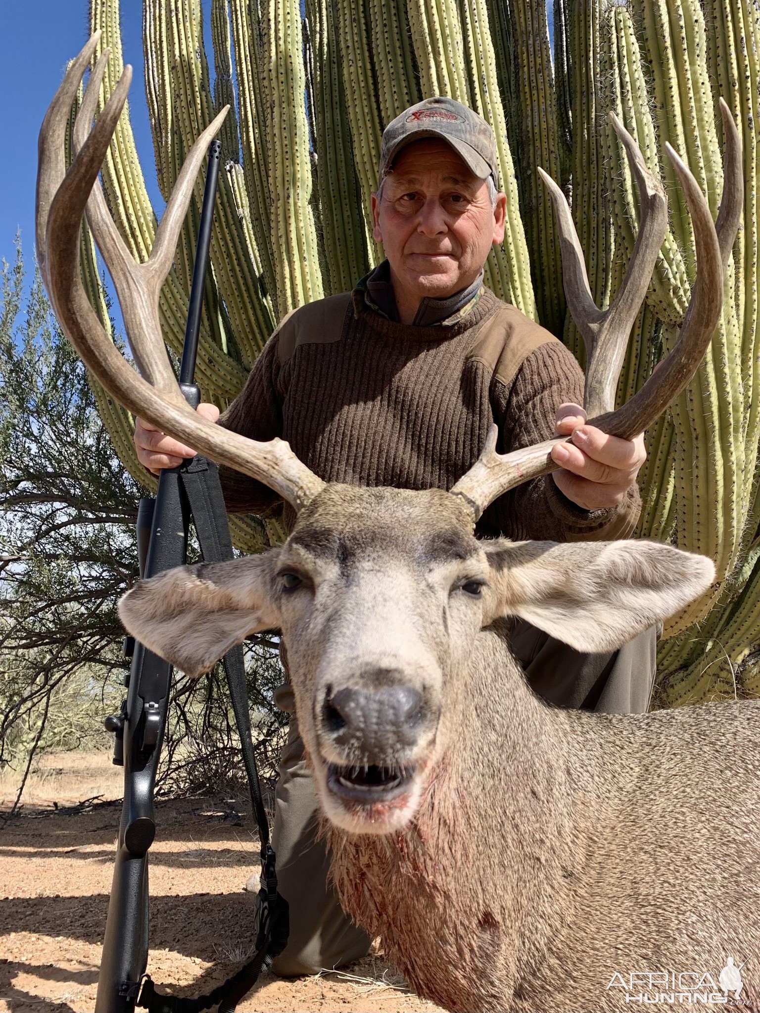 Mule Deer Hunt Sonora Mexico