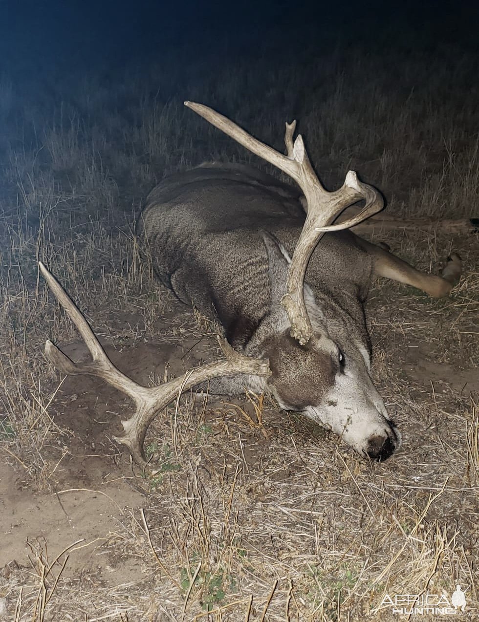 Mule Deer Hunt