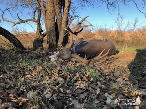 Mule Deer Hunt