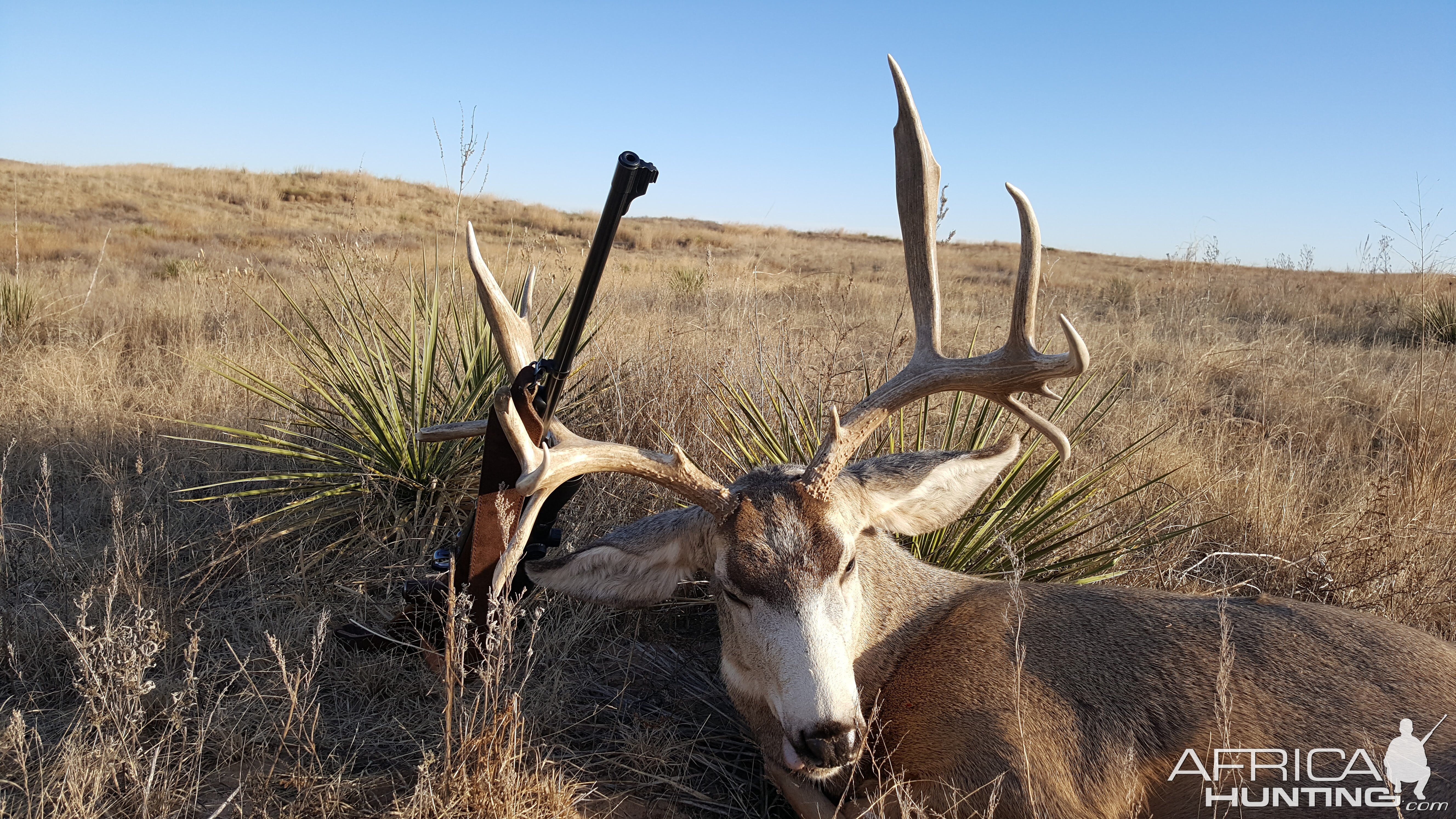 Mule Deer Hunt