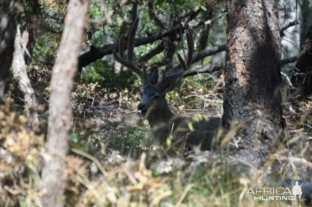 Mule Deer in Utah USA