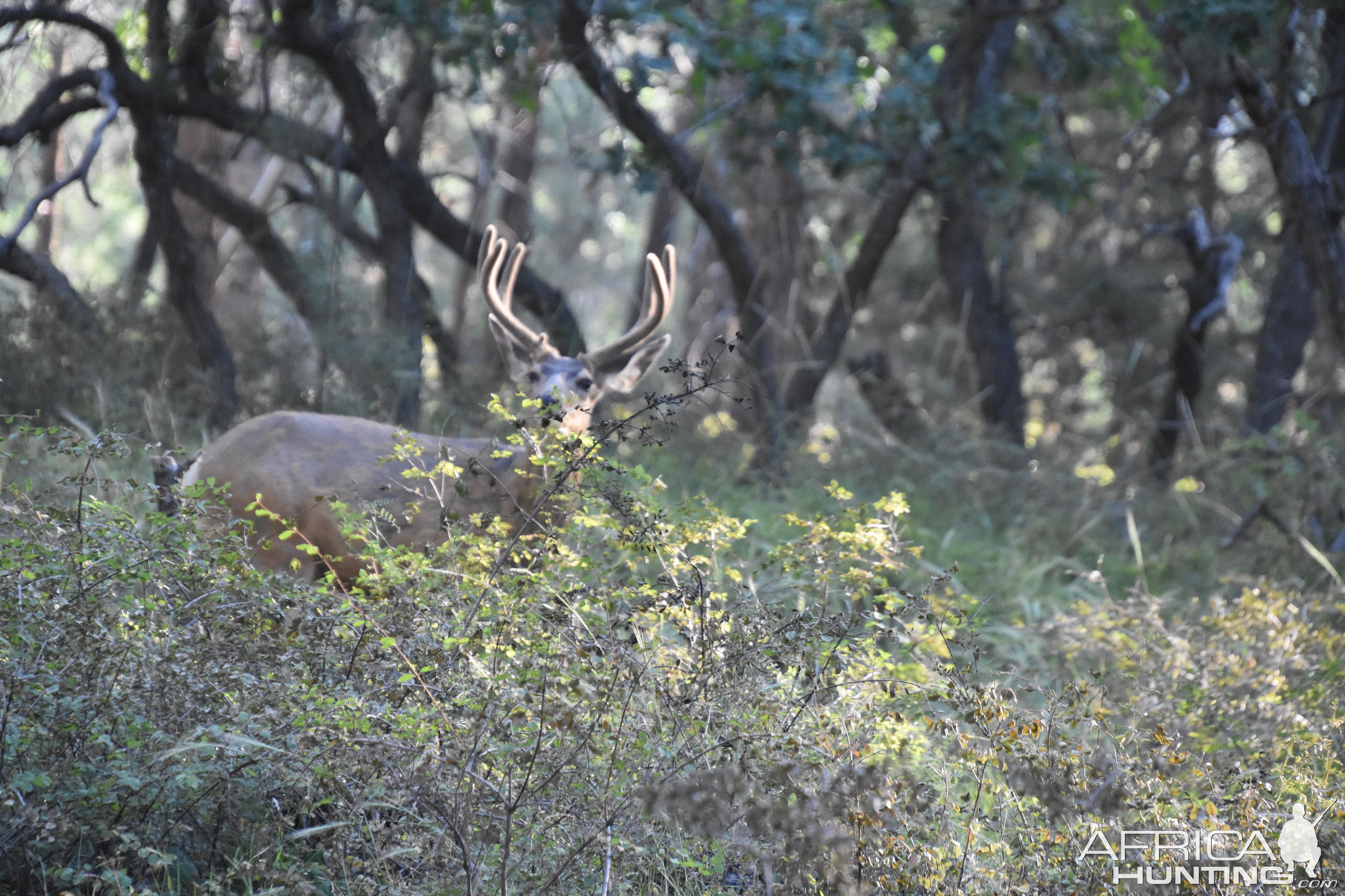 Mule Deer in Utah USA