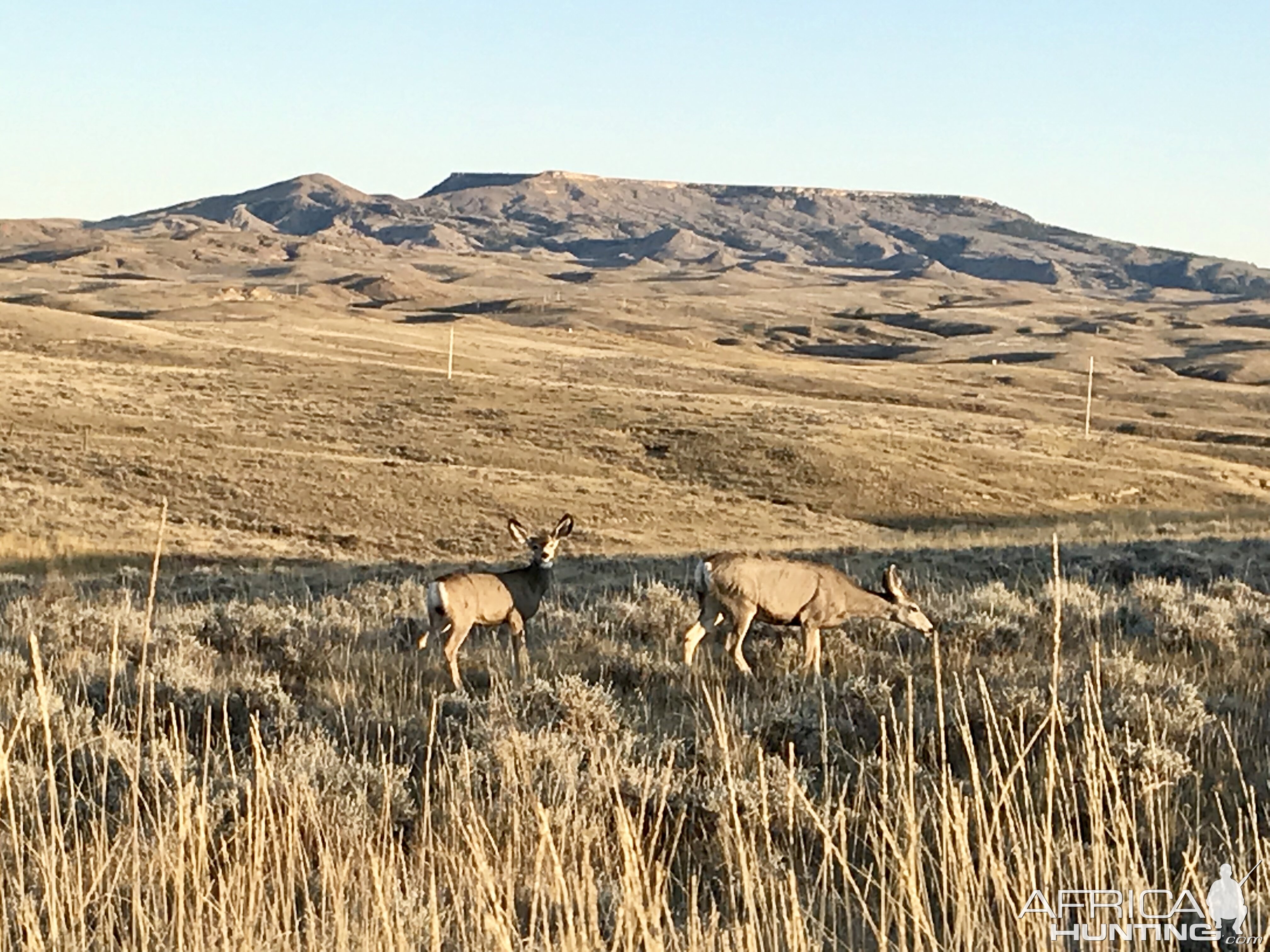 Mule Deer in Wyoming USA