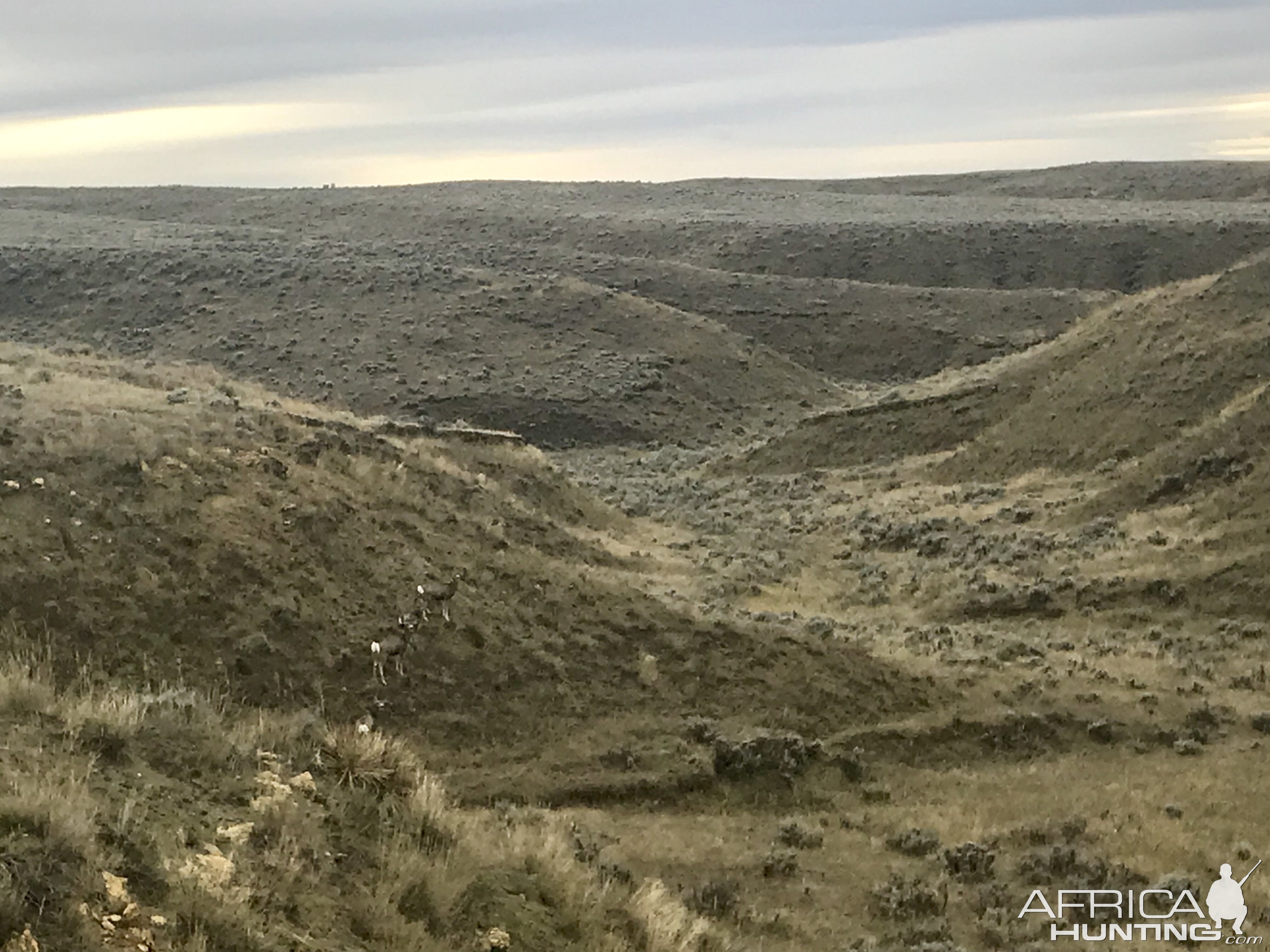 Mule Deer in Wyoming USA