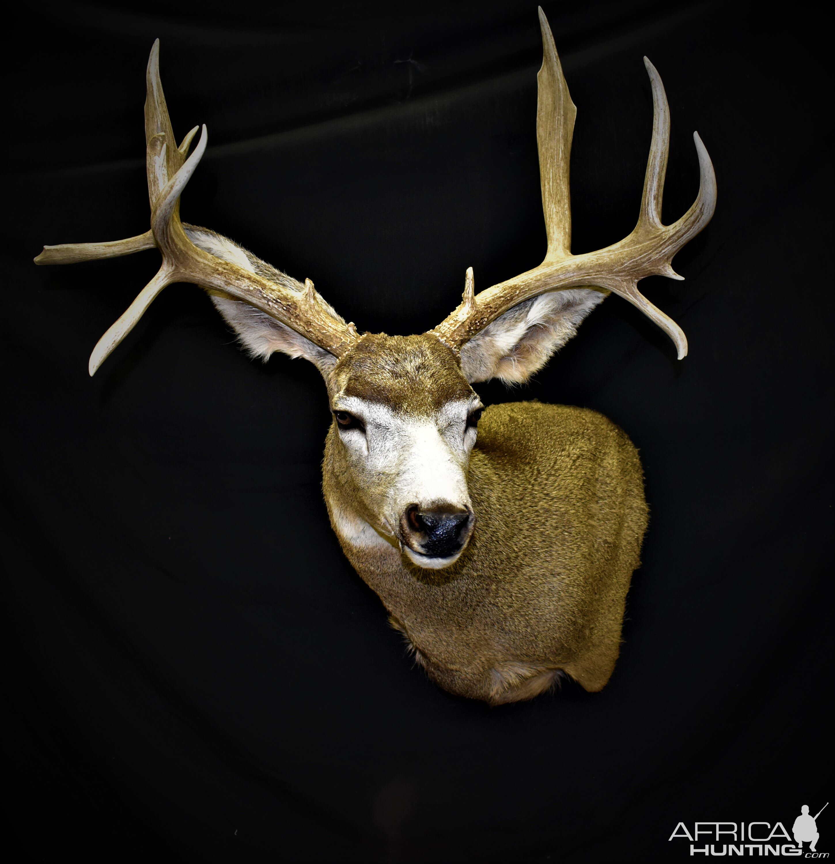 Mule Deer Shoulder Mount Taxidermy