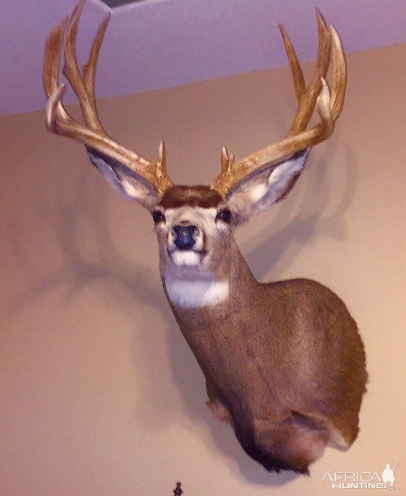 Mule deer Taxidermy Shoulder Mount