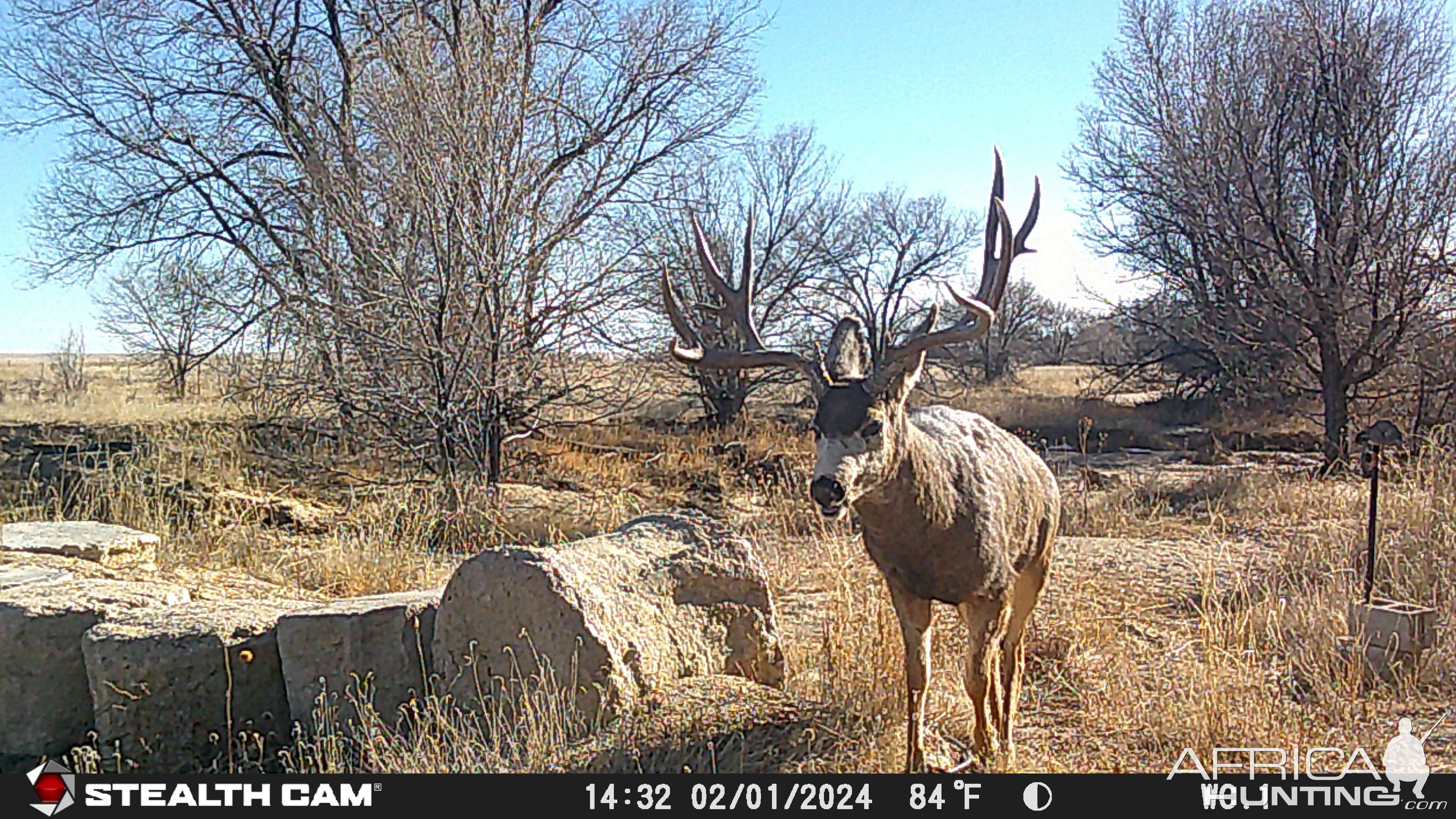 Mule Deer Trail Camera Colorado