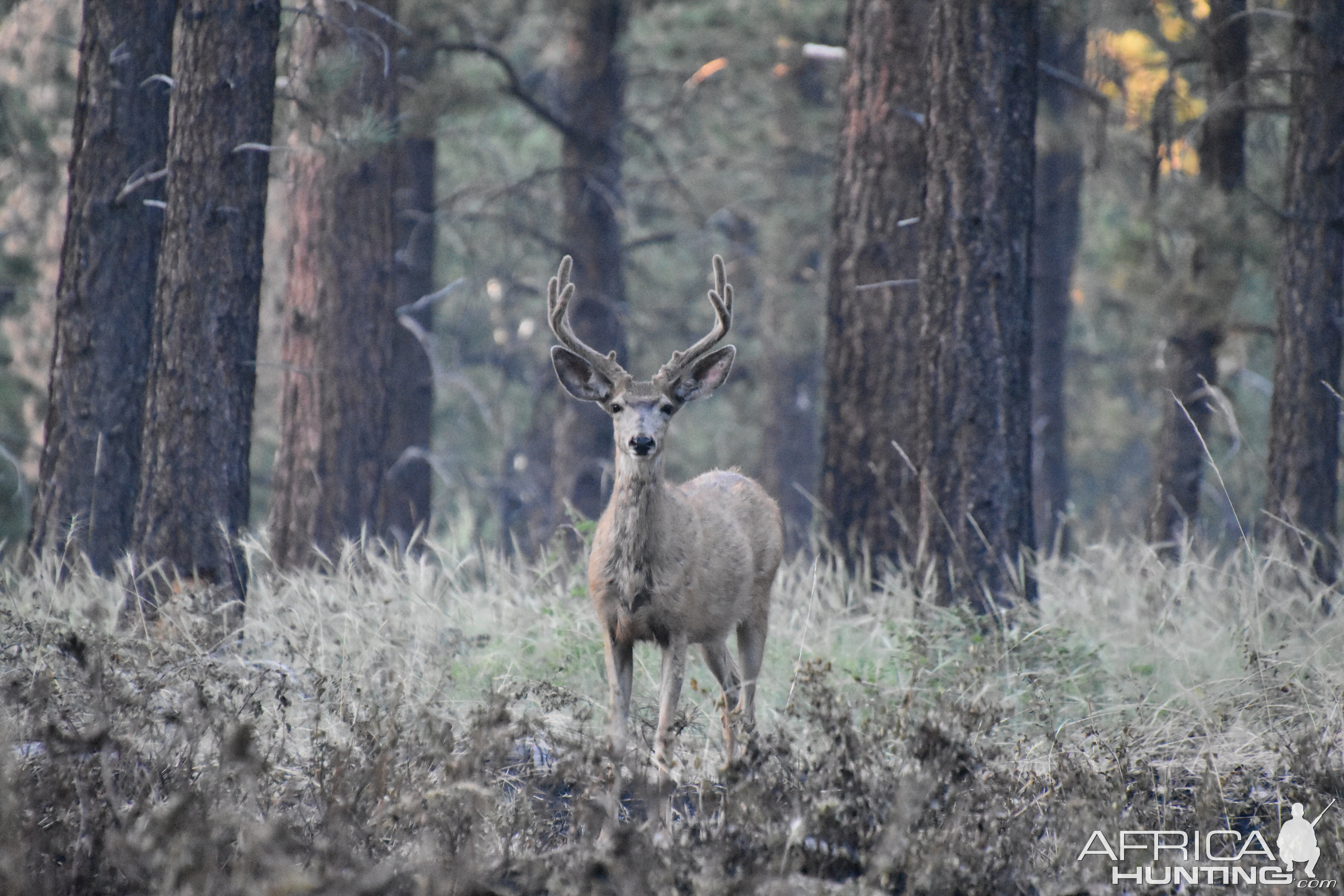 Mule Deer Utah USA