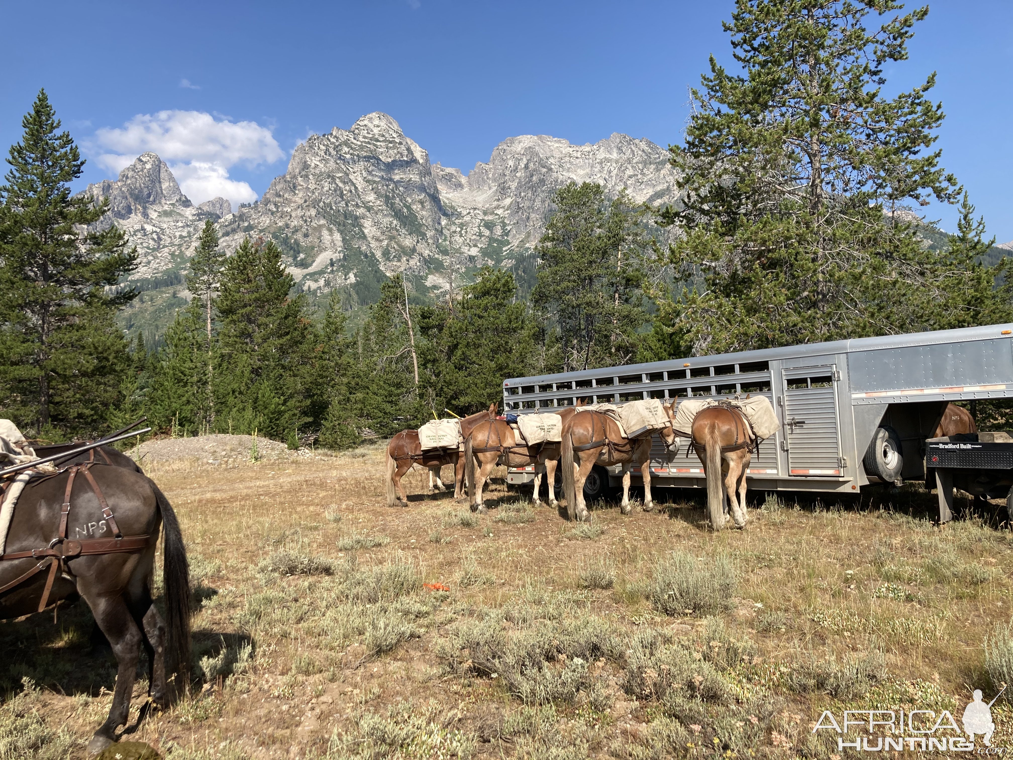 Mule Packers Grand Teton National Park