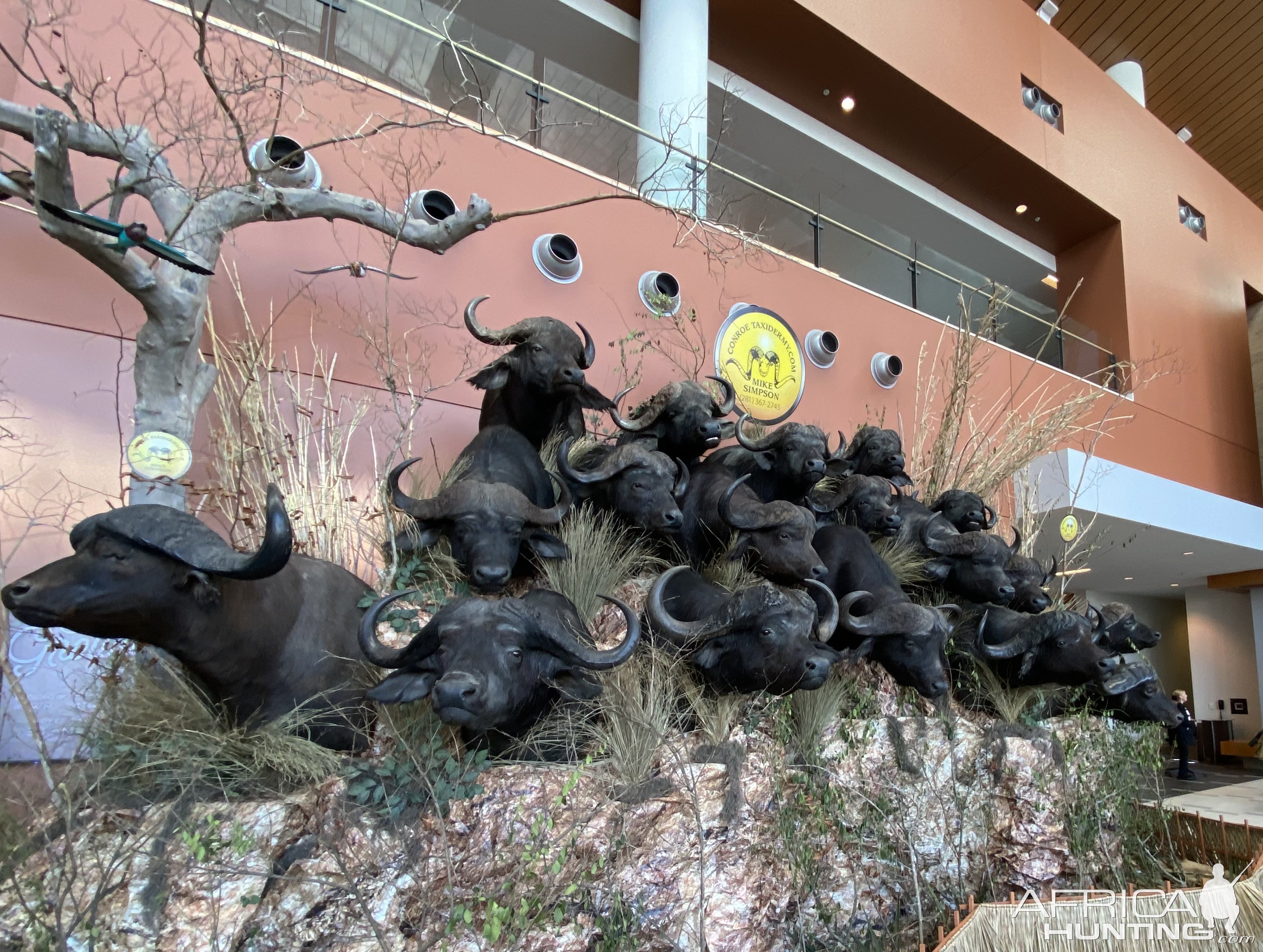 Multi Buffalo Shoulder Mount Wall