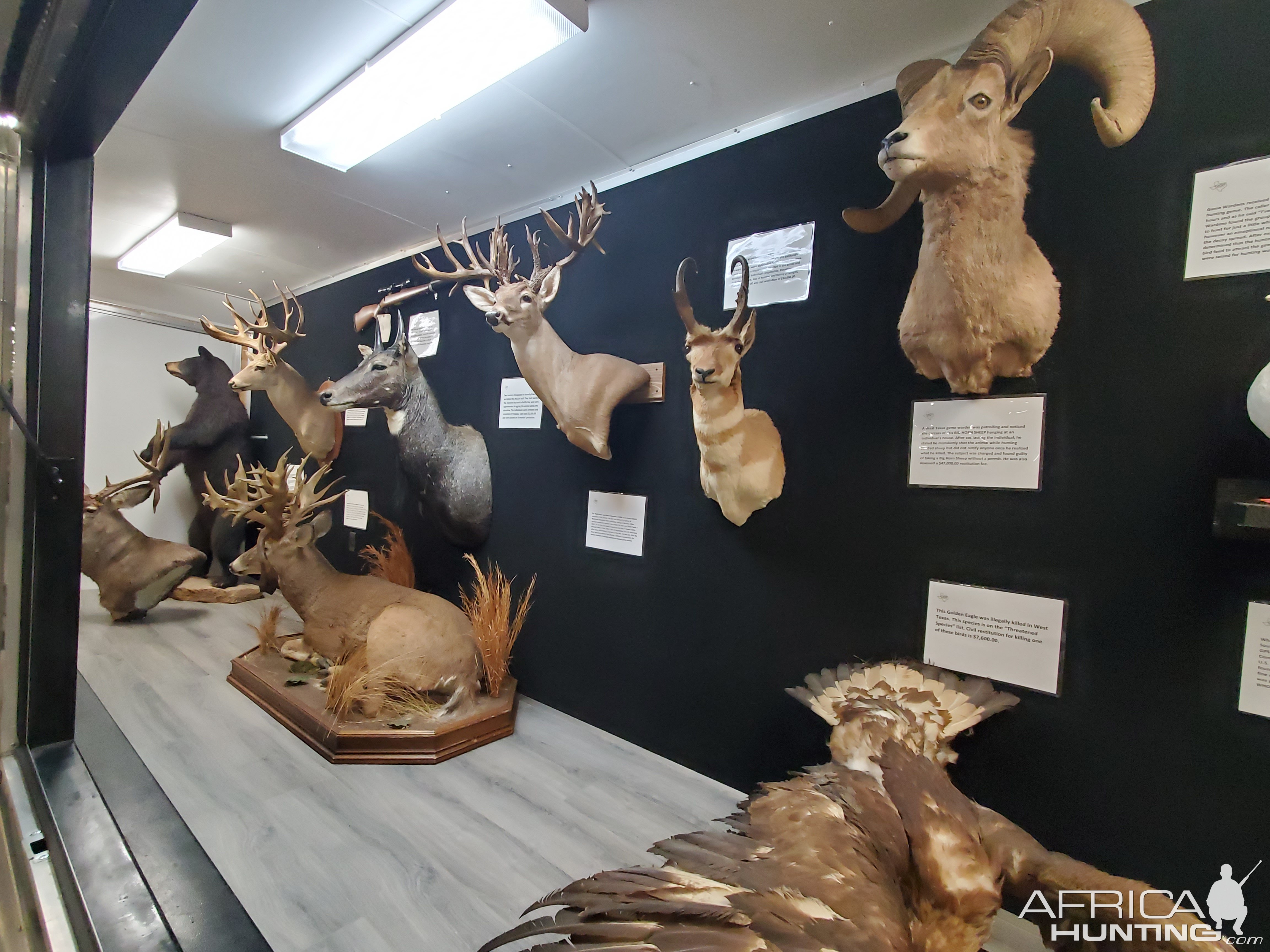 Multiple Taxidermy Mounts