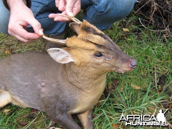 Smallest deer in the world deals
