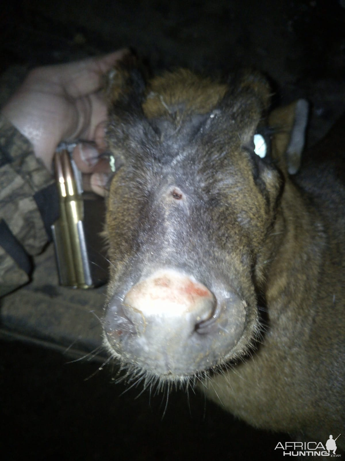 Muntjac Deer Hunt