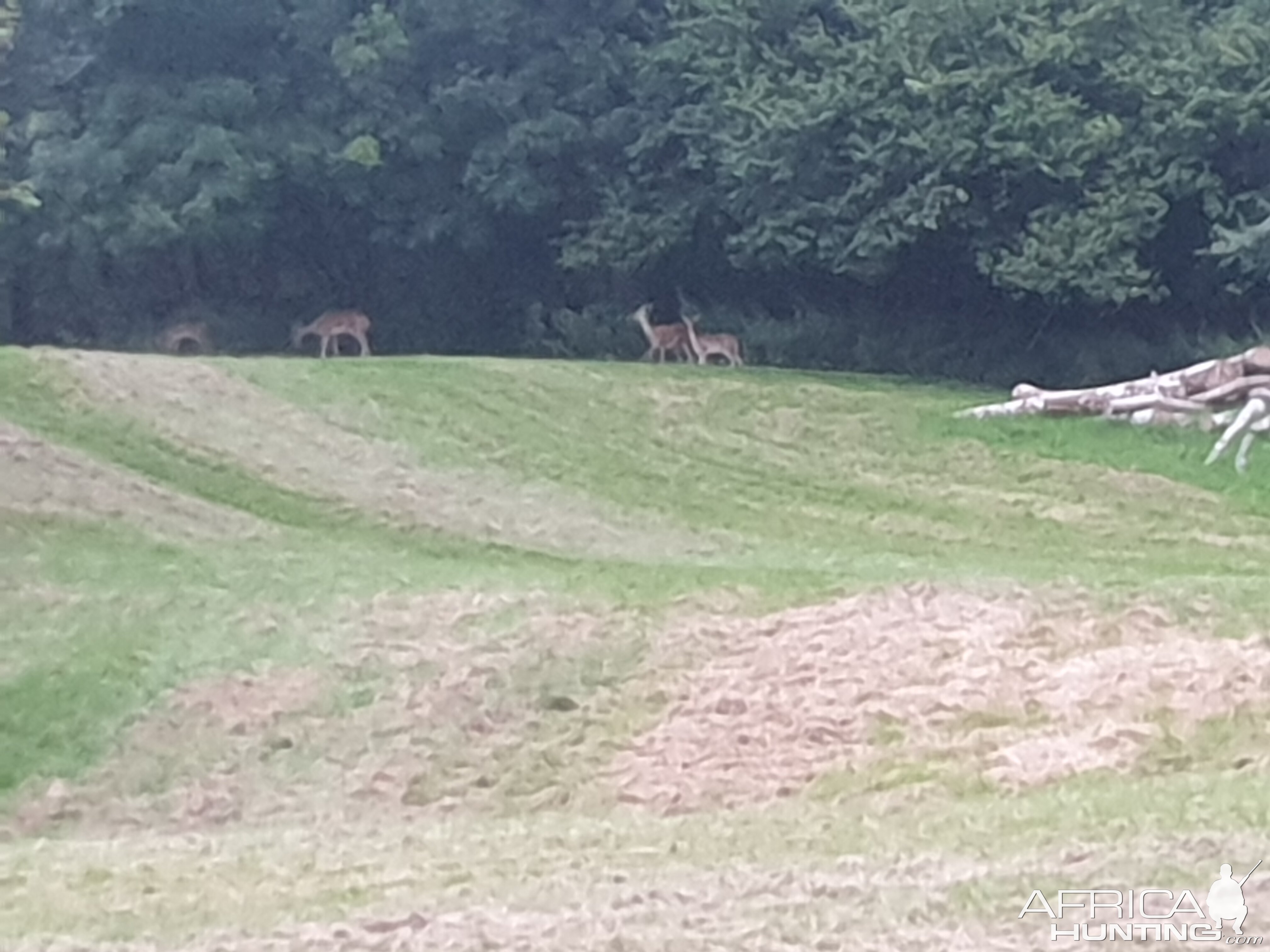 Muntjac Deer United Kingdom