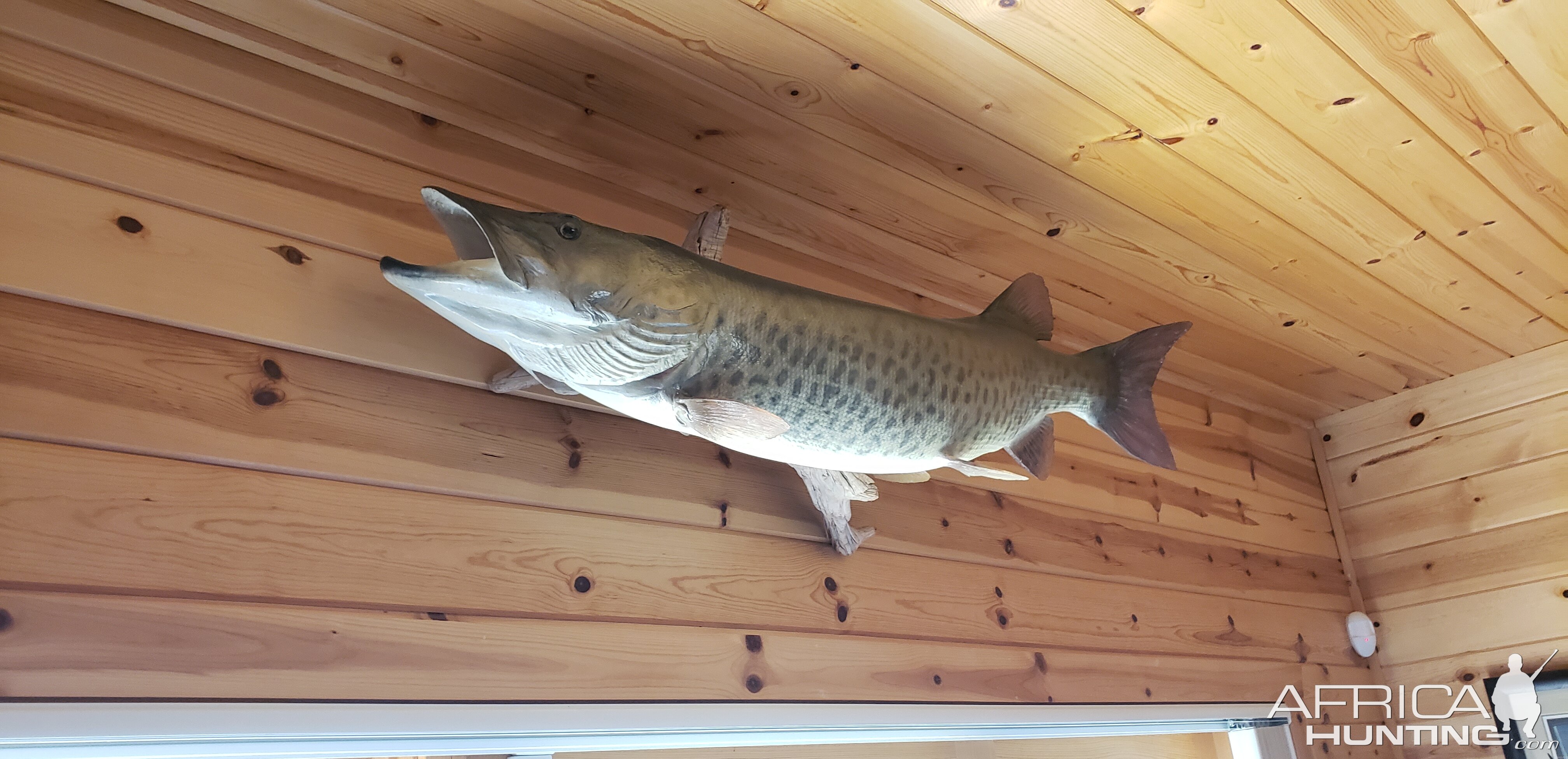 Muskellunge Full Mount Tacidermy