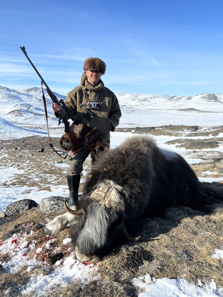 Muskox Hunting Greenland