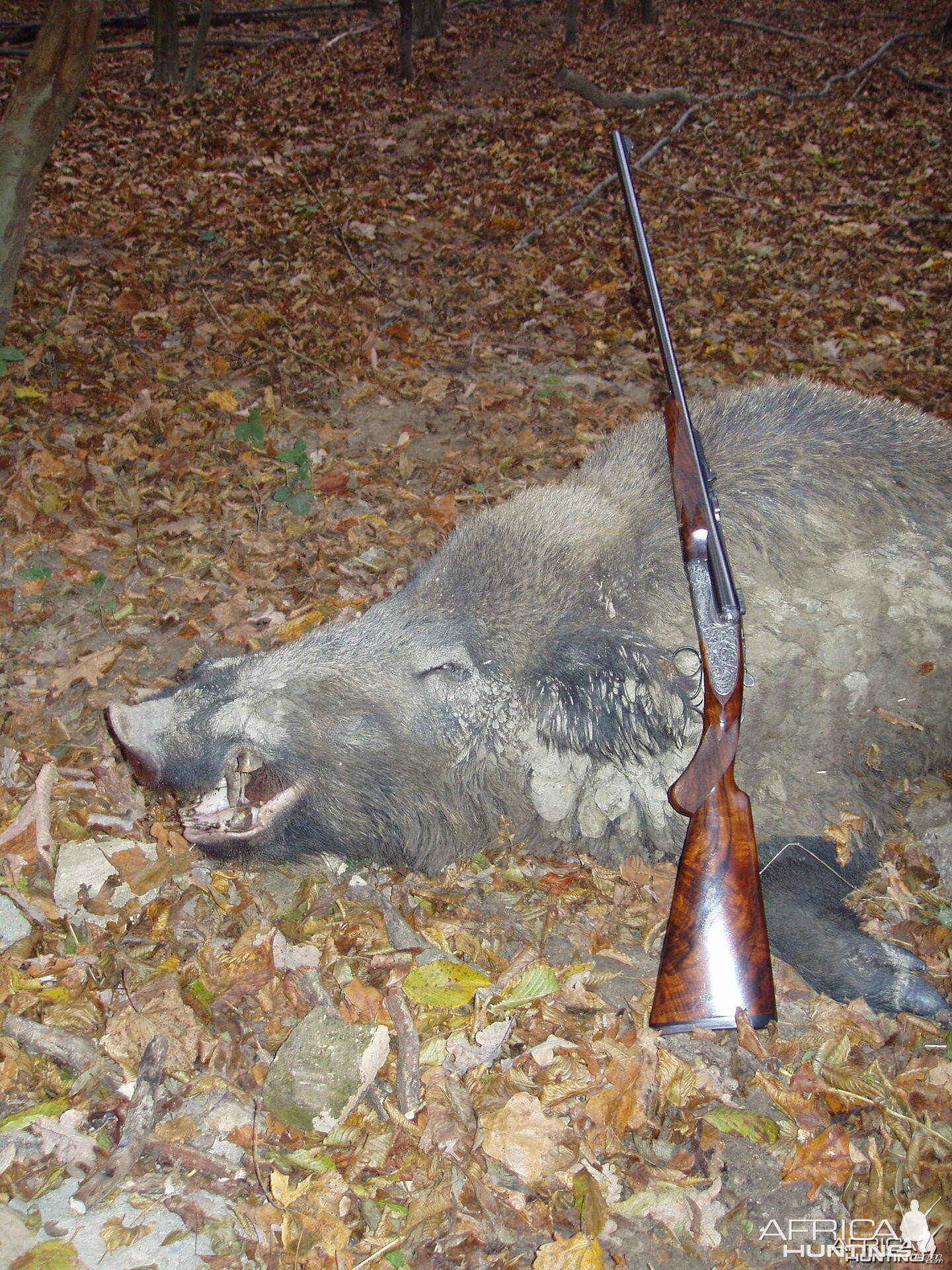 my 9.3x74r jefferys double rifle and a hungarian boar